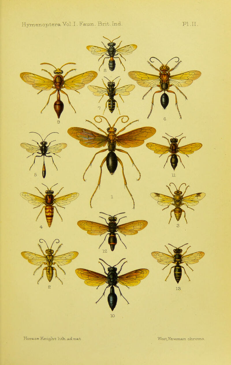 Hymenoptera. Vol.1. Faun. BritJ-nd. PI .U. West,Tfew/na.-n chromo.