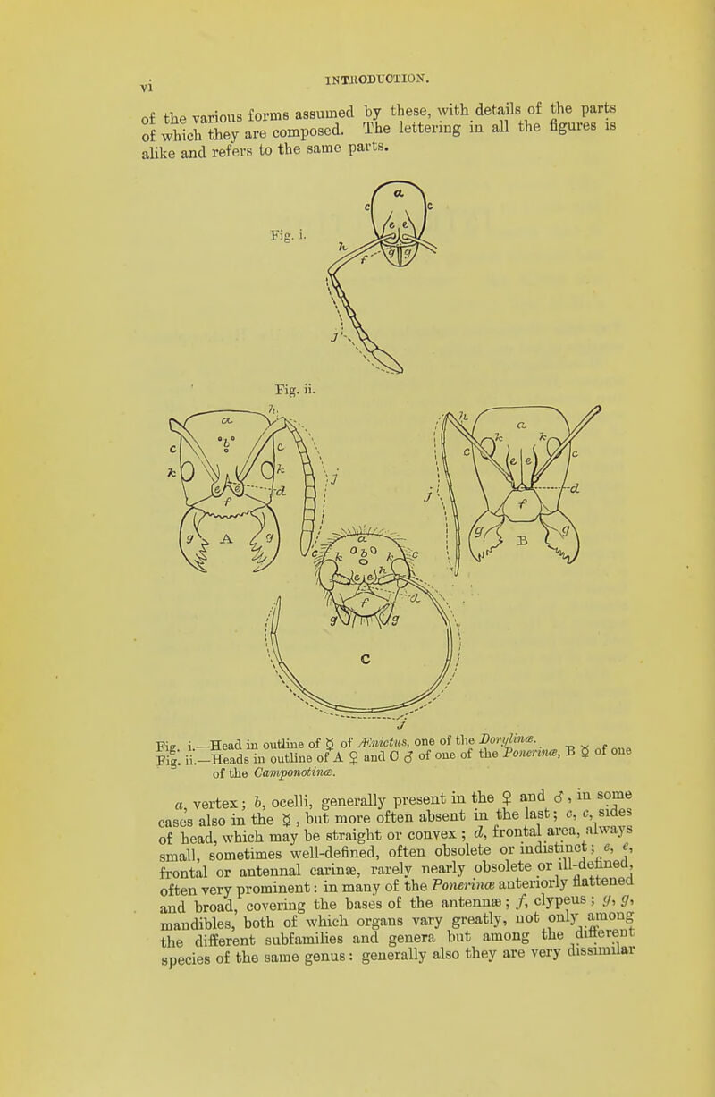 of the various forms assumed by these, with details of the parts of which they are composed. The lettering in all the figures is ahke and refers to the same parts. Fig. i- J': Fig. ii. ■Riff i —Head in outline of « of Mnictus, one of the Dori/liiKe. u:-Head8Toutline of A ? and 0 d of one of the Poncnn^, B $ of one of the Camponotina. a, vertex; h, ocelli, generally present in the ? a,nd d , in some cases also in the ^ , but more often absent m the last; c, c sides of head, which may be straight or convex ; d, frontal area, always small, sometimes well-defined, often obsolete or indistinct ; c, e frontal or antennal carinte, rarely nearly obsolete or ill-debnea, often very prominent: in many of the Ponerinai anteriorly llattenea and broad, covering the bases of the antennae; /, clypeus ; </, g, mandibles, both of which organs vary greatly, not only among the different subfamilies and genera but among the ditterent species of the same genus: generally also they are very dissimilar