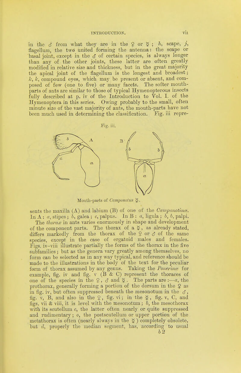 iu the d from what they are in the ? or ?J ; h, scape, j, flagelluiu, the two tinited formiiig the antenna: the scape or basal joint, except in the c? of certain species, is always longer than any of the other joints, these latter are often greatly modified in relative size and thickness, but in the great majority the apical joint of the flagellum is the longest and broadest; Z-', /f, compound eyes, which ma}- be present or absent, and com- posed of few (one to five) or many facets. The softer mouth- parts of ants are similar to those of typical Hymenopterous insects fully described at p. iv of the Introduction to Vol. I. of the Hymenoptera in this series. Owing probably to the small, often minute size of the vast majority of ants, the mouth-parts have not been much used in determining the classification. Fig. iii repre- Fig. iii. Mouth-parts of Camponoius ^. sents the maxilla (A) and labium (B) of one of the Oanijponotince. In A: a, stipes ; b, galea ; c, palpus. In B : «, ligida ; b, b, palpi. The tliorax in ants varies enormously in shape and development of the component parts. The thorax of a , as already stated, differs markedly from the thorax of the $ or (J of the same species, except in the case of ergatoid males and females. Figs, iv-viii illustrate partially the forms of the thorax in the five subfamilies; but as the genera vary greatly among themselves, no form can be selected as in any way typical, and reference should be made to the illustrations in the body of the text for the peculiar form of thorax assumed by any genus. Taking the Ponerincc for example, fig. iv and fig. v (B & C) represent the thoraces of one of the species in the ? , d and g . The parts are :■—«, the prothorax, generally forming a portion of the dorsum in the $ as in fig. iv, but often suppressed beneath the mesonotum in the d, tig. v, B, and also in the $, fig. vi; in the ^ , fig. v, C, and figs, vii & viii, it is level with the mesonotum; b, the mesothorax with its scutellum c, the latter often nearly or quite suppressed and rudimentary; o, the postscutellum or upper portion of the metathorax is often (nearly always in the ^ ) completely obsolete, but d, properly the median segment, has, according to usual