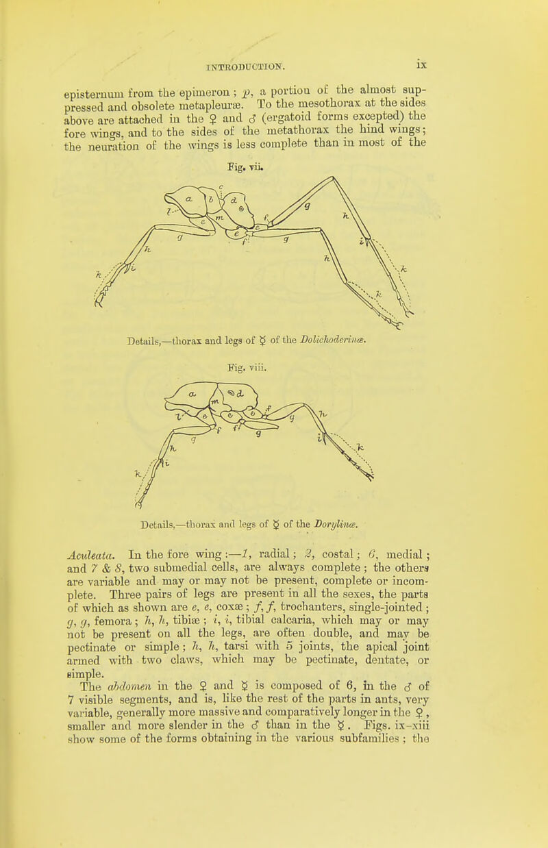 episteruum from the epimeron ; jJ, a portiou of the almost sup- pressed and obsolete metapleui-is. To the mesothorax at the sides above are attached iu the 5 and d (ergatoid forms excepted) the fore wings, and to the sides of the metathorax the hmd wmgs; the nem^tion of the wings is less complete than in most of the Fig. yii. Details,—thorax and legs of $ of the Dolichoderiute. Fig. viii. Details,—thorax and legs of $ of the Dorylinw. Aculeata. In the fore wing :—1, radial; 2, costal; G, medial; and 7 & S, two submedial cells, are always complete ; the othera are variable and may or may not be present, complete or incom- plete. Three pairs of legs are present in all the sexes, the parts of which as shown are e, e, coxee ; /, /, trochanters, single-jointed ; (/, fj, femora; 7t, 7«, tibiae ; i, i, tibial calcaria, which may or may not be present on all the legs, are often double, and may be pectinate or simple; h, h, tarsi with 5 joints, the apical joint armed with two claws, which may be pectinate, dentate, or simple. The abdomen in the 2 and ^ is composed of 6, in the J of 7 visible segments, and is, like the rest of the parts in ants, very variable, generally more massive and comparatively longer in the 2 > smaller and more slender in the tS than in the ^ . Pigs, ix-xiii show some of the forms obtaining in the various subfamilies ; tlio