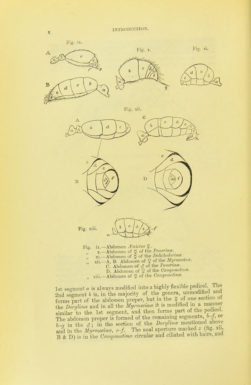 Fig. ix. FiS- X. Fir;, xi. Fill. xii. Fig. xiii Fig. ix.—Abdomen JEnictus ^ . X —Abdomen of ^ of the Poiierinm. xi —Abdomen of 0 of the DolichodcnntB.  xii —A, B. Abdomen of $ of the Mynnccmo'. C. Abdomen of S of the Poncrinai. D. Abdomen of 5 of the CamponotiiKB. „ xiii.-Abdomen of g of tbe CamponotiiKB. 1st segmeut « is always modified into a highly flexible pedicel. The 2nd segment 6 is, in the majority of the genera, unmodified and forms part of the abdomen proper, but in the ^. of one section ot the DoTiilince and in all the Myrmecince it is modified in a manner similar to the 1st segment, and then forms part of the pedicel. The abdomen proper is formed of the remaining segments, 6-/, or b-q in the d; in the section of the DoryUna' mentioned above and in the Myrmecince, c-f. The anal aperture marked z (bg. xii, B & D) is in 'the Camfonotince circular and ciliated with hau-s, ana