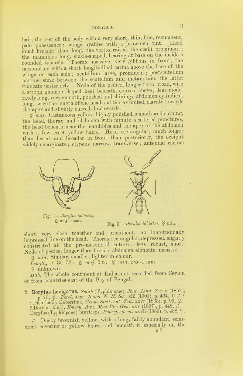 BOBYLUS. bail-, the rest o£ the body with a very short, thin, fine, recumbent, pale' pubescence ; wings hyaline with a brownish tint. Head much broader than long, the vertex raised, the ocelli prominent; the mandibles long, sickle-shaped, bearing at base on the inside a romided tubercle. Thorax massive, very gibbous in front, the mesonotum with a short longitudinal carina above the base oi the wincfs on each side; scutellum large, prominent; postscutellum narrow, sunk between the scutellum and metanotum, the latter truncate posteriorlv. Node of the pedicel longer than broad, with a strong gnomon-shaped keel beneath, convex above; legs mode- rately long, very smooth, polished and shining; abdomen cylindical, long, twice the length of the head and thorax united, clavate towards the apex and slightlv curved downwards. _ ^ maj. Castaneous yellow, highly polished, smooth and shining, the head, thorax and abdomen with minute scattered punctures, the head beneath near the mandibles and the apex of the abdomen with a few erect yellow hairs. Head rectangular, much longer than broad, and broader in front than posteriorly, the occiput widely emarginate ; clypeus narrow, transverse; antennal carinte Fig. 2.—DoryhiiS labiatus, g inaj., head. z,—Dorylus labiatus, ^ min. short, very close together and prominent, no longitudinally impressed line on the head. Thorax rectangular, depressed, shghtly constricted at the pro-mesonotal suture: legs robust, short. Node of pedicel longer than broad; abdomen elongate, massive. g min. Similar, smaller, lighter in colour. Length, 6 30-33 ; ^ maj. 6-8; min. 2-5-4 mm. 5 unknown. Hah. The whole continent of India, not recorded from Ceylon or from countries east of the Bay of Bengal. 2 Dorylus Isevigatus, Smith (Typhlopone), Jour. Linn. Soc. ii (18r)7), p. 70, 5 ; Forel, Jow: Bomb. N. U. Soc. xiii (1901), p. 464, ? <S ? ? Dicbthadia glaberrima, Ger.it. Stett. ent. Zeit. xxiv (1863), p. 93, ?. '? Uorylus klugi, Emery, Ann. Mus. Civ. Gen. x.vv (1887), p. 448, d'. Dorylus (Typhlopone) 'breviceps, Emery, op. cit. xxvii (1889), p. 488, ^ . cj . Dusky brownish yellow, with a long, fairly abundant, semi- erect covering of yellow hairs, and beneath it, especially on the B 2