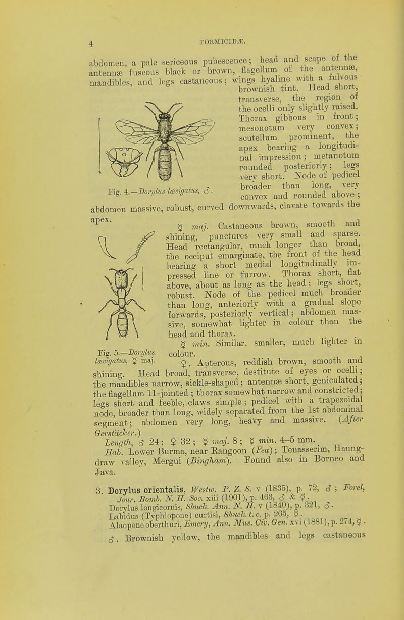 P^g. i.—Borylus IcBvigatiis, S- abdomen, a pale sericeous pubescence; head and scape oi the antennae fuscous black or brown, flagelluni ot the antenna mandibles, and legs castaneous; wings l!yfl^.\^^'^|/^ brownish tint. Head short, transverse, the region of the ocelli only slightly raised. Thorax gibbous in front; mesouotum very convex; scutellum prominent, the apex bearing a longitudi- nal impression; metanotum rounded posteriorly; legs very short. Node of pedicel broader than long, very convex and rounded above ; abdomen massive, robust, curved downwards, clavate towards the ^ maj. Castaneous brown, smooth and shining, punctures very small and sparse. Head rectangular, much longer than broad, the occiput emarginate, the front of the head bearing a short medial longitudinally im- pressed line or furrow. Thorax short, flat above, about as long as the head ; legs short, robust. Node of the pedicel much broader than long, anteriorly ^vith a gradual slope forwards, posteriorlj- vertical; abdomen mas- sive, somewhat lighter in colour than the head and thorax. 8 min. Similar, smaller, much ligliter in colour. 2. Apterous, reddish brown, smooth and shining. Head broad, transverse, destitute of eyes or ocelli; the mandibles narrow, sickle-shaped; antenna; short, geniculated; the flagellum ll-jointed ; thorax somewhat narrow and constricted; legs short and feeble, claws simple; pedicel with a trapezoidal node, broader than long, widely separated from the 1st abdominal segment; abdomen very long, heavy and massive. {After 6er stacker.) Length, ^ 2i; ? 32 ; ^ maj. 8 ; ^ min. 4-5 mm. _ Hub. Lower Burma, near Eangoon {Fea); Teuasserim, Haung- draw valley, Mergui {Bingliain). Found also in Borneo and Java. 3 Dorylus orientalis, Wesito. P. Z. S. v (1835), p. 72, 6 ; Forel, Jour. Bomb. N. H. Soc. xiii (1901), p. 463, d ? • Dorylus lougicornis, Shuch. Ann. N. If. v (1840), p. .321, c5 • Labidus (Typlilopoue) cmtisi, SAmc7;.<.c. p. 265, Alaopone oberthuri, Fmenj, Aim. Mus. Ctv. Oen. xvi (1881), p. 2/4, $ . cJ. Brownish yellow, the mandibles and legs castaneous Fig. 5.—Borylus Imvigatiis, maj.