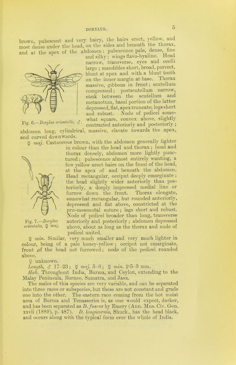 brown, pubescent and very hairy, the han-s erect yellow, and most dense under the head, on the sides and beneath the thorax, and at the apex of the abdomen; pubescence pale, dense, hue and silky ; wings tiavo-hyahne. iieacl narrow, transverse, eyes and ocelli large ; mandibles short, broad, porrect, blunt at apex and with a blunt tooth on the inner margin at base. Thorax massive, gibbous in front; scutellum compressed; postscutellum narrow, sunk between the scutellum and metanotum, basal portion of the latter depressed, flat, apex trnncate; legs short and robust. Node of pedicel some- „ , . ^ ,- , vvhat square, convex above, slightly Fig. 6.-J?oryte onentcchs, J. ^^^^^racted anteriorly and posteriorly ; abdomen long, cylindrical, massive, clavate towards the apex, and curved downwards. 5 maj. Castaneous brown, with the abdomen generally lighter in colour than the head and thorax ; head and thorax densely, abdomen more lightly punc- tured ; pubescence almost entirely wanting, a few yellow erect hairs on the front of the head, at the apex of and beneath the abdomen. Head rectangular, occiput deeply emarginate ; the head slightly wider anteriorly than pos- teriorly, a deeply impressed medial line or furrow down the front. Thorax elongate, somewhat rectangular, but rounded anteriorly, depressed and flat above, constricted at the pro-mesouotal suture ; legs short and robust. Node of pedicel broader than long, transverse anteriorly and posteriorly; abdomen depressed above, about as long as the thorax and node of pedicel united. g min. Similar, very much smaller and very much lighter in colour, being of a pale honey-yellow; occiput not emarginate, front ,of the head not furrowed; node of the pedicel rounded above. $ unknown. Length, d 17-23; ^ maj. 5-G; ^ min. 2-5-3 mm. Eab. Throughout India, Burma, and Ceylon, extending to the Malay Peninsula, Eorneo, Sumatra, and Java. The males of this species are very variable, and can be separated into three races or subspecies, but these are not constant and grade one into the other. The eastern race coming from the liot moist area of Burma and Tenasserim is, as one would expect, darker, and has been separated as D.fuscus by Emery (Ann. Mus. Civ. Gen. xxvii (1889), p. 487). D. lonc/icornis. Shuck., has the head black, and occurs along with the typical form over the whole of India. Fig. l.—Boryhis orientalis, maj.