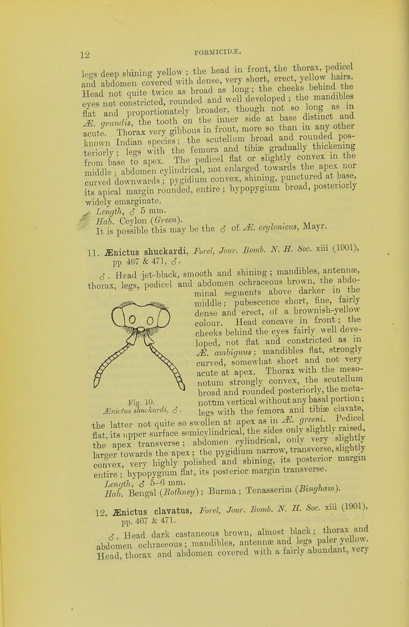 1^2 rOEMICIDjIi. legs deep shining yelW ; the head in f>-ont, tl^^ thorax pedk^^^^ ind abdomen covered with dense, very short, erect yeiow hairs Head not quite twice as broad as long; the cheeks behmd the ey:f not co^sLted, rounded and well developed the ma.dibles flit and proportionately broader, though not so long as m S anndS L tooth on the inner side at base distinct and futf Crax very gibbous in front, more so tha.i in any other acute, inoia ^ B geutelliim broad and rounded pos- S the femora and tibi. gradually thicken ng from base to apex. The pedicel fiat or slightly convex in the Sue abd'^omL cylindricil, not enlarged towards the apex nor curved downwards; pygid.um convex, shining, P^^'f^^^^J^^J^ its apical margin rounded, entire ; hypopygium broad, posterioily •widely emarginate Lcncjth, 6 5 mm M Hub. Ceylon {Green). . 7 • ^fn,.,. It is possible this may be the 6 ot ^. ceylomcus, Maji. 11. ^nictus shuckardi, Forel, Jour. Bomb. N. H. Soc. xiii (1901), pp 467 & 471, J. d Head iet-black, smooth and shining ; mandibles, antenna, thorax, legs, pedicel and abdomen ochraceous brown the abdo- ^ minal segments above darker in the middle: pubescence short, fine, fairly dense and erect, of a brownish-yellow colour. Head concave in front: the cheelvs behind the eyes fairly well deve- loped, not fiat and constricted as in ^. cmbiguus; mandibles flat, strongly curved, somewhat short and not very acute at apex. Thorax with the meso- notum strongly convex, the scutellum broad and rounded posteriorly, the meta- Fis. 10. notum ^'ertical without any basal portion; jEnictus slmckardi, 6- jggg ^ ith the femora and tibiae ciavate, the latter not quite so swollen at apex as in JS. greeni. Pedicel flat, ts upper surface semicylindrical, the sides only sbghtW the apex transverse; abdomen cylindrical, only ^^ry Jghty Wer towards the apex; the pygidium narrow, transverse, slightly convex very highl/ polished'and shining, its posterior margin entire ; hypopygium flat, its posterior margin transverse. Lcnqih, 6 5-6 mm. • .d- 7 x Hah. Bengal {Botlwey); Burma; Tenasserim (Bw^/ta'»)- 12. .ffinictus Clavatus, Furel, Jour. Bomb. N. II. Soc. xiii (1901), pp. 407 & 471. A Head dark castaneous brown, almost black; thorax and abdomen ochraceous; mandibles, antenna; and legs paler yel^^ow Hearthorax and abdomen covered with a fairly abundant, very