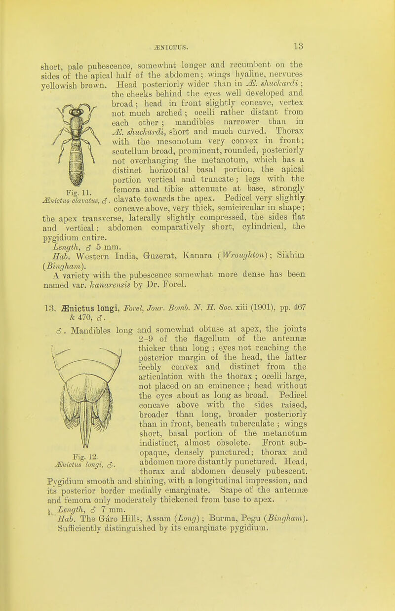 short, pale pubescence, somewhat longer and recumbent on the sides of the apical half of the abdomen; wings iiyaliue, nervures yellowish brown. Head posteriorly wider tliiin in ^JS. shuclcanli ; the cheeks behind the eyes well developed and broad; head in front slightly concave, vertex not much arched; ocelli rather distant from each other; mandibles narrower than in shucJcardi, short and much curved. Thorax with the mesonotum very convex in front; scutellum broad, prominent, rounded, posteriorly uot overhanging the metanotum, which has a distinct horizontal basal portion, the apical portion vertical and truncate; legs with the femora and tibiae attenuate at base, strongly clavate towards the apex. Pedicel very slightly concave above, very thick, semicircular in shape; the apex transverse, laterally slightly compressed, the sides flat and vertical: abdomen comparatively short, cylindrical, the pygidium entire. Length, S 5 mni- Hab. Western India, Gruzerat, Kanara (Wroiyhtoii); Sikhim (^Bingham). avariety with the pubescence somewhat more dense has beeu named var. Icanarensis by Dr. Forel. Fig. 11. Miiictus clamtus, S 13. .fflnictus longi, Forel, Jour. Bomb. N. H. Soc. xiii (1901), pp. 467 & 470, d • 6. Mandibles long and somewhat obtuse at apex, the joints 2-9 of the flagellum of the antennae thicker than long ; eyes not reaching the posterior margin of the head, the latter feebly convex and distinct from the articulation with the thorax; ocelli large, not placed on an eminence ; head without the eyes about as long as broad. Pedicel concave above with the sides raised, broader than long, broader posteriorly than in front, beneath tuberculate ; wings short, basal portion of the metanotum indistinct, almost obsolete. Front sub- ^.^ opaqixe, densely punctured; thorax and Mnictuf'longi, cJ. abdomen more distantly punctured. Head, thorax and abdomen densely pubescent. Pygidium smooth and shining, with a longitudinal impression, and its posterior border medially emarginate. Scape of the antennas and femora only moderately thickened from base to apex, j,^ Length, i3 7 mm. Hah. The Grilro Hills, Assam {Long); Burma, Pegu {Bingham), Sufficiently distinguished by its emarginate pygidium.