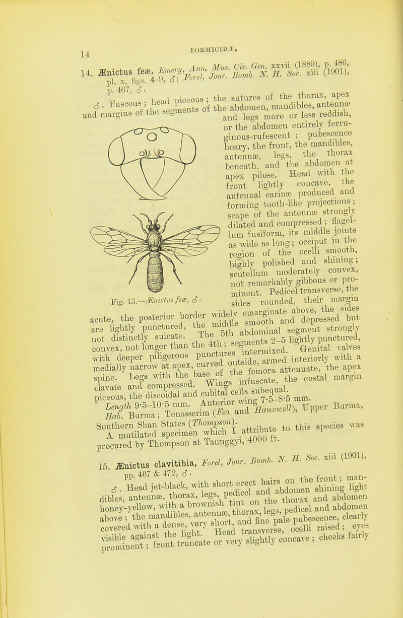 ronMiciUA'. pi. X, n^'^- o J ' ' l,p.,d niceous; the sutures of the thorax apex f • ^ ^'°Vl lu^ t-neS o£ the abdomen, mandibles, antenna, and margins ot the segment ^^^^ ^^^^ ^^^^ reddish, or the abdomen entirely ferru- mnous-rufescent ; pubescence hoary, the front, the mandibles, antennae, legs, the thorax beneath, and the abdomen at apex pilose. Head with the front lightly concave, the antennal carinse produced and forming tooth-like projections; scape of the autenntc strongly dilated and compressed ; flagel- lum fusiform, its middle joints as wide as long; occiput m the region of the ocelli smooth, highly polished and shining; scuteilum moderately convex, not remarkably gibbous or pro- minent. Pedicel transverse, the - - - sides rounded, their margin acute, the postenor bor^ ^ 3^1^^dl^-cl^S are hghtly punctured, ^^e ™e ^^^.^^^^ ^^^.^^^^ not distinctly sulcate. . ^^^^tlf ipffments 2-5 lightly punctured, convex, not longer than the 4th segment^^^^ ^^J^^^ ^,^,^,3 with deeper piligerous P'^^'^^ure nteimix^^^^ ^^.^^ ^ procured by Thompson at Taunggyi, 40UU tt. 15. JEnictus clayitibia, Forel, Jour. Bo.nl,. N. H. Soc. xiii (1901), , . ^iTj^S^ with «^ort erect hairs^jn^^ dibles, antenna,, thorax, ^^g.^^'th t o^tt'tt^^^ abdomen honey-yellow, with a brownish tint on tlu mo ^^domen above -. the mandibles, --'^-^-t ^u^^^^^ covered with a dense, very short, and^^^^^^^^ 1 ^S:t^^-^ S^ly --e ; cheeks fairly Fig. \%—Mnictnsfe(B, i.