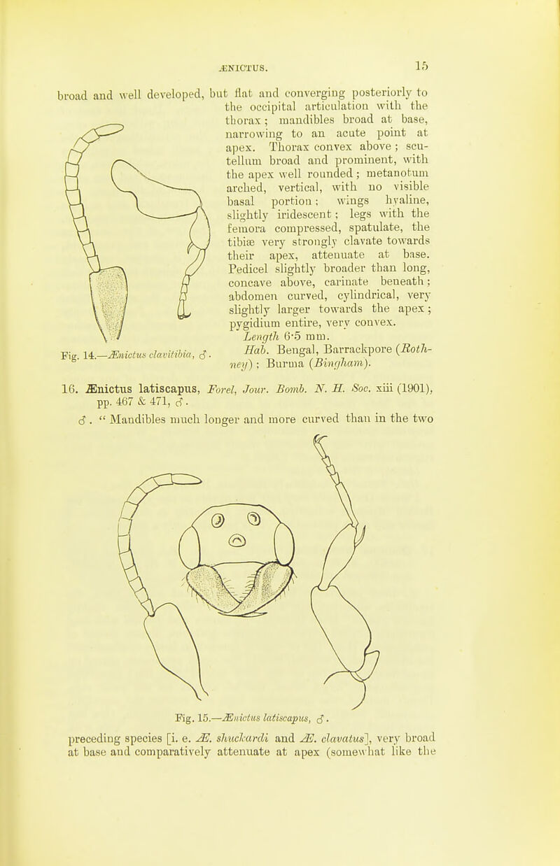 broad and well developed, but flat and convergiug posteriorly to the occipital articulation with the thorax; mandibles broad at base, narrowing to an acute point at apex. Thorax convex above ; scu- tellum broad and prominent, with the apex well rounded; metanotum arched, vertical, with no visible basal portion; wings hyaline, slightly iridescent; legs with the femora compressed, spatidate, the tibise very strongly clavate towards their apex, attenuate at base. Pedicel slightly broader than long, concave above, carinate beneath; abdomen curved, cylindrical, very sHghtly larger towards the apex; pygidium entire, very convex. Length 6-5 mm. Hai). Bengal, Barrackpore (BotJi- neij) ; Burma {Bhujliam). Fig. 14.—Miiictus clai'itibia, J. 16. jEnictus latiscapus, Forel, Jour. Bomb. N. R. Soc. xiii (1901), pp. 467 & 4:71, S ■ d .  Mandibles much longer and more curved than in the two Kg. 15.—JEiiicius latiscapus, (J. preceding species [i. e. shuclcardi and JE. clavatus], very broad at base and comparatively attenuate at apex (somewhat like the