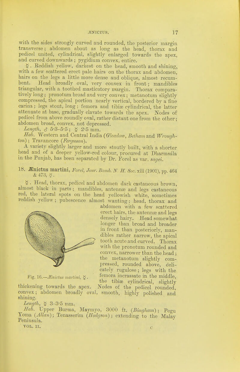 with the sides strongly carved and rounded, the posterior margin transverse; abdomen about as long as the head, thorax and pedicel united, cylindrical, slightly enlarged towards the apex, and curved dow^nwards ; pygidium convex, entire. g . Reddish yellow, darkest on the head, smooth and shining, with a few scattered erect pale hairs on the thorax and abdomen, hairs on the legs a little more dense and oblique, almost recum- bent. Head broadly oval, very convex in front; mandibles triangular, with a toothed masticatory margin. Thorax compara- tively long; prouotum broad and very convex; metanotum slightly compressed, the apical portion nearly vertical, bordered by a fine carina : legs stout, long : femora and tibisB cylindrical, the latter attenuate at base, gradually clavate towards the apex. Nodes of pedicel from above roundly oval, rather distant one from the other; abdomen broad, convex, not depressed. Length, (S 5-3-5-5 ; g 2-5 mm. Hah. Western and Central India (Gleadoiv, Betham and Wrougli- ion); Travancore (Ferguson). A variety slightly larger and more stoutly built, with a shorter head and of a deeper j^ellow-red colour, procured at Dharmsala in the Punjab, has been separated by Dr. Eorel as var. sagei. 18. .ffinictus martini, Forel, Jour. Bomb. N. H. Soc. xiii (1901), pp. 464 & 473, g. ^ . Head, thorax, pedicel and abdomen dark castaneous brown, almost black in parts ; mandibles, antennae and legs castaneous red, the lateral spots on the head yellowish white, sometimes reddish yellow; pubescence almost wanting; head, thorax and abdomen with a few scattered erect hairs, the antennte and legs densely hairy. Head somewhat longer than broad and broader in front than posteriorly, man- dibles rather narrow, the apical tooth acute and curved. Thorax with the pronotmn rounded and convex, narrower than the head; the metanotum slightly com- pressed, rounded above, deli- cately rugulose ; legs with the Fig. IQ.—JEnicitcs mariini, ^. femora incrassate in the middle, the tibiae cylindrical, slightly thickening towards the apex. Nodes of the pedicel rounded, convex; abdomen broadly oval, smooth, highly polished and shining. Length, g 3-3-5 mm. Huh. Upper Burma, Maymyo, 3000 ft. (Bingham); Pegu Toma (Allan); Tenasserim (Hodgson); extending to the Malay Peninsula. TOL. II. r.