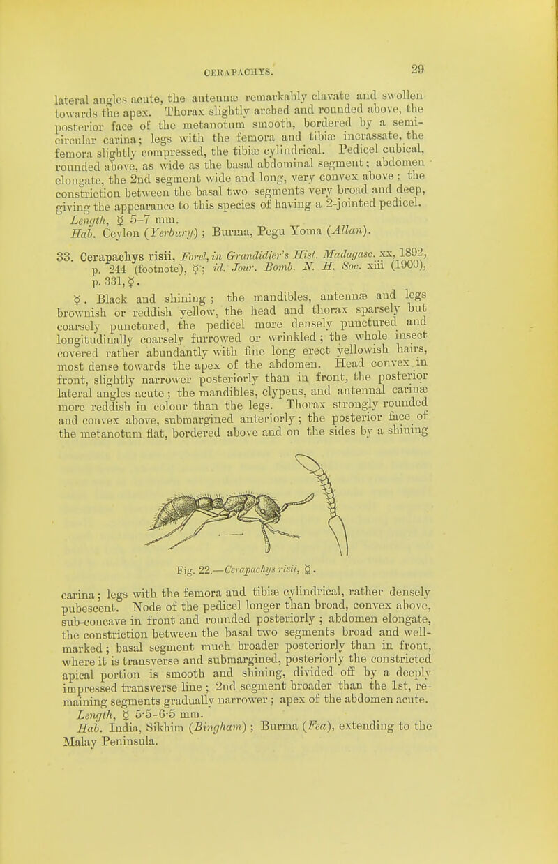 OERAPAOH.YS. lateral angles acute, the auteuuas remarkably clavate and swollen towards the apex. Thorax slightly arched aud rounded above, the posterior face ol: the metanotum smooth, bordered by a semi- circular cariua; legs with the femora and tibi£e incrassate, the femora sliglitly compressed, the tibioe cylindrical. Pedicel cubical, rounded above, as wide as the basal abdominal segment; abdomen elongate, the 2nd segment M'ide and long, very convex above ; the constriction between the basal two segments very broad and deep, giving the appearance to this species of having a 2-jointed pedicel. Lciu/tli, ^ 5-7 mm. Hab. Ceylon (Yerburi/) ; Burma, Pegu Yoma {Allan). 33. Cerapachys risii, Ford, in Grandidivv's Hisf . Madurjasc. xx 1892, p. 244 (footnote), ^; id. Jour. Bomb. S. H. Sot: xui (1900), p. 331,^ . 5. Black and shining ; the mandibles, antennae and legs brownish or reddish yellow, the head and thorax sparsely but coarsely punctured, the pedicel more densely punctured and longitudinally coarsely furrowed or wrinkled; the whole nisect covered rather abundantly with fine long erect yellowish han-s, most dense towards the apex of the abdomen. Head convex m front, slightly narrower posteriorly than in front, the posterior lateral angles acute ; the mandibles, clypeus, and antennal caring more reddish in colour than the legs. Thorax strongly rounded and convex above, submargined anteriorly; the posterior face of the metanotum flat, bordered above and on the sides by a shining Fig. 22.— Cerapachys risil, carina; legs with the femora and tibiae cylindrical, rather densely pubescent. Node of the pedicel longer than broad, convex above, sub-concave in front and rounded posteriorly ; abdomen elongate, the constriction between the basal two segments broad and well- marked ; basal segment much broader posteriorly than iii front, where it is transverse and submargined, posteriorly the constricted apical portion is smooth and shining, divided off by a deeply impressed transverse line ; 2nd segment broader thau the 1st, re- maining segments gradually narrower ; apex of the abdomen acute. Length, 5-5-6-5 mm. Hab. India, Sikhim (Bingham); Burma {Fea), extending to the Malay Peninsula.