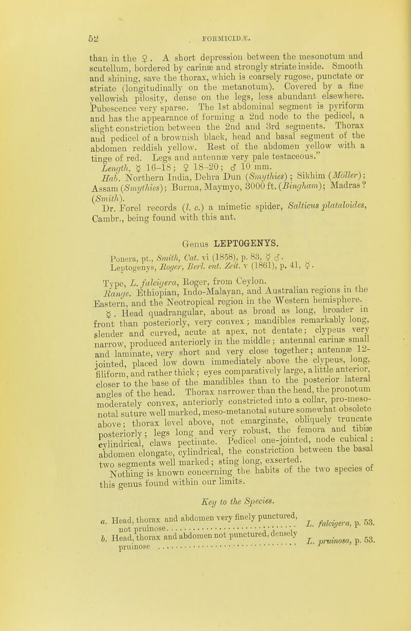 than in the 2 . A short depression between the mesouotum and scutellnm, bordered by carinae and strongly striate inside. Smooth and shining, save the thorax, which is coarsely rugose, punctate or striate (longitudinally on the metanotum). Covered by a hue yellowish pilosity, dense on the legs, less abundant elsewhere. Pubescence very sparse. The 1st abdominal segment is pyriform and has the appearance oi: forming a 2ud node to the pedicel, a slight constriction between the 2nd aud 3rd segments. Thorax and pedicel of a brownish black, head and basal segment of the abdomen reddish yellow. Eest of the abdomen yellow with a tinge of red. Legs and antenna very pale testaceous. LewftlK 16-18; ? 18-20; 6 10 mm. Hai. Northern India, Dehra Dun {Smytldes); Sikhim {Moller); Kssa.m{Smyildes); Burma, Maymyo, mm it. {Bingham)-, Madras? (Smith). Dr. Porel records (I.e.) a mimetic spider, Scdticus plataloules, Cambr., being found with this ant. Genus LEPTOGENYS. Ponera, pt,, SmUh, Cat. vi (1858), p. 83, ? J. Leptogenys, Eoye.r, Bcrl. ent. Zeit. x (1861), p. 41, $. Type, L. falciyera, Roger, from Ce.ylon. Bange. Ethiopian, Indo-Malayan, and Australian regions lu the Eastern, and the Neotropical region in the Western hemisphere. ^ . Head quadrangular, about as broad as long, broader in front than posteriorly, very convex; mandibles remarkably long, slender and curved, acute at apex, not dentate; clypeus very narrow, produced anteriorly in the middle; antennal carinse suiall and laminate, very short and very close together; anteunse 12- iointed placed low down immediately above the clypeus, long, fihf orm' and rather thick; eyes comparatively large, a httle anterior closer to the base of the mandibles than to the posterior lateral angles of the head. Thorax narrower than the head, the pronotum moderately convex, anteriorly constricted into a collar pro-meso- notal suture well marked, meso-metanotal suture somewhat obsolete above; thorax level above, not emarginate, obliquely truncate posteriorly; legs long and very robust, the femora and tibiae cvlindrical, claws pectinate. Pedicel oue-jomted, node cubical; abdomen elongate, cylindrical, the constriction between the basal two segments weU marked; sting long, exserted. Nothing is known concerning tlie habits of the two species of this genus found within our Umits. Key to the S2}ecies. «. Head, thorax and abdomen very finely puuctm-ed, ^ ^ 53, not pruinose . ' \ ' \ ' I. Heud/thorax and abdomen not punctured, densely ^ . ^^^^^ pruinose