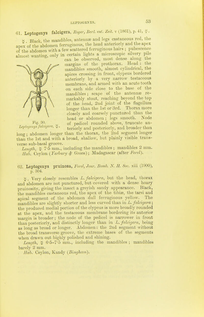 LEPTOGBKYS. 61. Leptogenys falcigera, Royer, Berl. enl. Zeit. v (1861), p. 41, ^ . a Black tlie mandibles, anteiinsB and legs castaneous red, the apex of the abdomen ferruginous, the liead anteriorly and the apex of the abdomen with a few scattered ferruginous hau-s ; pubescence almost wanting, only in certain lights a microscopic silvery pile can be observed, most dense along the margins of the prothorax. Head : the mandibles smooth, almost cylindrical, the apices crossing in front, clypeus bordered anteriorly by a very narrow testaceous membrane, and armed with an acute tooth on each side close to the base of the mandibles; scape of the antennte re- markably stout, reaching beyond the top of the head, 2nd joint of the flagellum longer than the 1st or 3rd. Thorax more closely and coarsely punctured than the head or abdomen; legs smooth. Node of pedicel rounded above, truncate an- teriorly and posteriorly, and broader than long; abdomen longer than the thorax, the 2nd segment longer than the 1st and with a broad, shallow, but plainly visible trans- verse sub-basal groove. Length, 7-5 mm., including the mandibles ; mandibles 2 mm. Hah. Ceylon {Terhury 6f Green) \ Madagascar (after Forel). Fig. 30. Leptogenys falcigera, ^. 62. Leptogenys pruinosa, Fovel, Jour. Bomb. N. H. Soc xiii (1900), p. 304. 5. Very closely resembles L. falcigera, but the head, thorax and abdomen are not punctured, but covered with a dense hoary pruinosity, giving the insect a greyish sandy appearance. Black, the mandibles castaneous red, the apex of the tibiae, the tarsi and apical segment of the abdomen dull ferruginous yellow. The mandibles are slightly shorter and less curved than in L. falcigera; the produced medial portion of the clypeus is more broadly rounded at the apex, and the testaceous membrane bordering its anterior margin is broader; the node of the pedicel is narrower in front than posteriorly, and distinctly longer than in L. falcigera, being as long as broad or longer. Abdomen: the 2nd segment without the broad transverse groove, the extreme bases of the segments •when drawn out highly polished and shining. Lenfjth, g 6-5-7'5 mm., including the mandibles ; mandibles barely 2 mm. Hah. Ceylon, Kandy {Bingham).