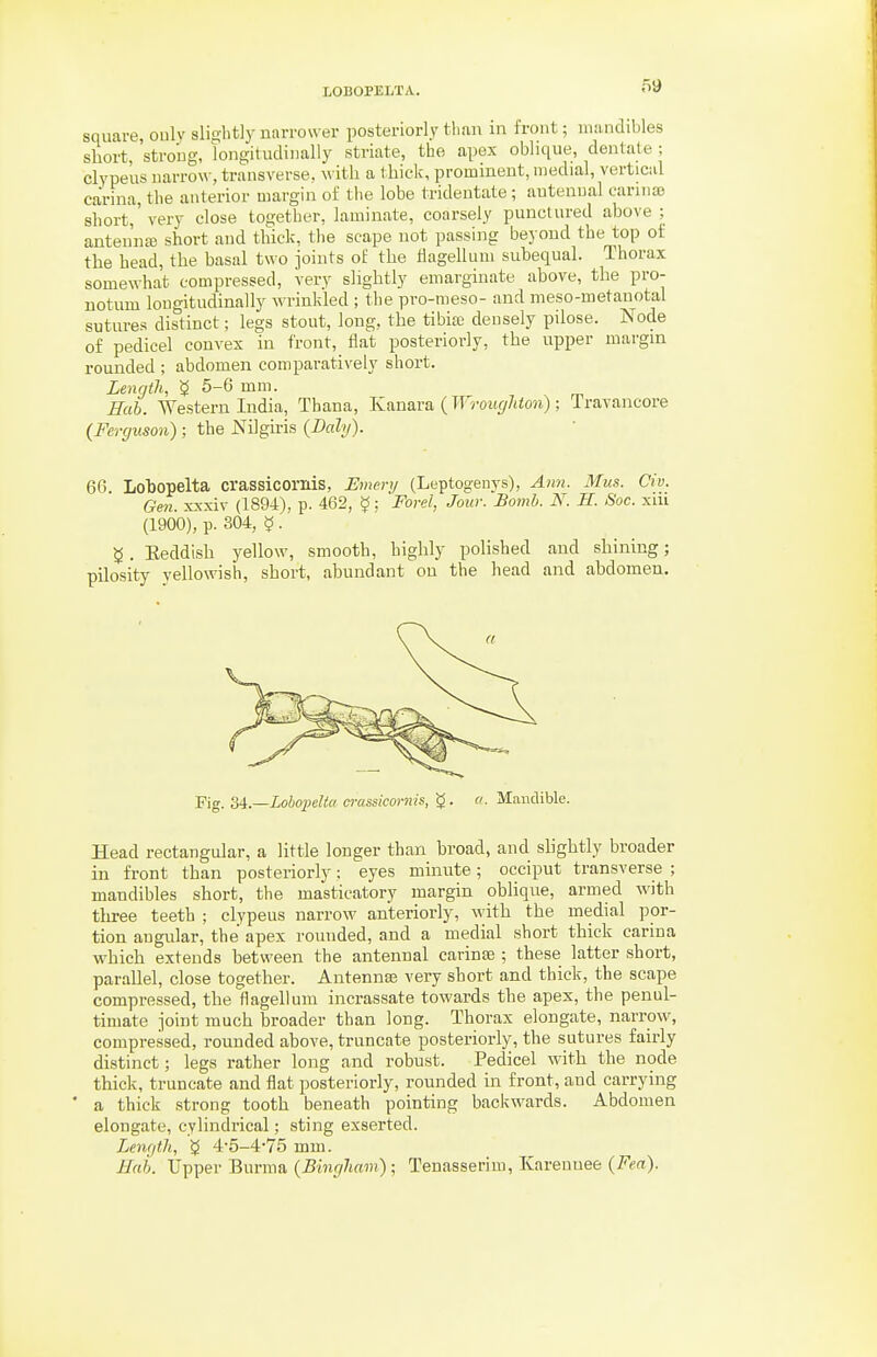 square, oulv slightly narrower posteriorly tlum in front; niiindibles short, strong, longitudinally striate, tbo apex oblique, dentate ; clypeus narrow, transverse, with a thick, prominent, medial, vertical carina, the anterior margin of the lobe tridentate; autenual carina) short,'very close together, laminate, coarsely punctured above ; antennas short and thick, the scape not passing beyond the top of the bead, the basal two joints oi; the tlagellum subequal. Thorax somewhat compressed, very slightly emarginate above, the pro- notum longitudinally wrinkled ; the pro-meso- and meso-metauotjil sutures distinct; legs stout, long, the tibia; densely pilose. Node of pedicel convex in front, flat posteriorly, the upper margin rounded ; abdomen comparatively short. Length, 5-6 mm. Hah. Western India, Thana, Kanara (TFmi(//t<09i); Travancore {Ferguson); the Nilgiris {Daly). 66. Lohopelta crassicornis, Emery (Leptogenys), Ann. Mus. Civ. Gen. xxxiv (1894), p. 462, ^; Fovel, Jour. Bomb. N. H. Soc. xiu (1900), p. 304, § . $. Eeddish yellow, smooth, highly polished and shining; pilosity yellowish, short, abundant on the head and abdomen. Fig. Si.—Lobojjelta crassicornis, g. u. Mandible. Head rectangular, a little longer than broad, and shghtly broader in front than posteriorly: eyes minute; occiput transverse ; mandibles short, the masticatory margin oblique, armed with three teeth ; clypeus narrow anteriorly, with the medial por- tion angular, the apex rounded, and a medial short thick carina which extends between the anteunal carinse ; these latter short, parallel, close together. Antennae very short and thick, the scape compressed, the flagellum incrassate towards the apex, the penul- timate pint much broader than long. Thorax elongate, narrow, compressed, rounded above, truncate posteriorly, the sutures fairly distinct; legs rather loi:g and robust. Pedicel with the node thick, truncate and flat posteriorly, rounded in front, and carrying ' a thick strong tooth beneath pointing backwards. Abdomen elongate, cylindrical; sting exserted. Lenqtli, 4-5-475 mm. Hah. Upper Burma {Bingham):, Tenasserim, Kareunee {Fea).