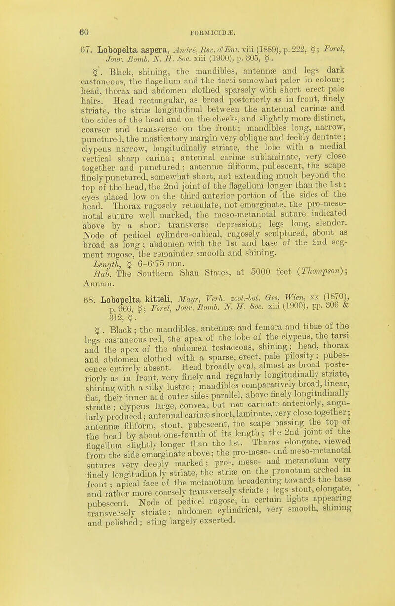 iil. Lobopelta aspera, Andre, lier. d'Ent. V\n (1889), p. 222, ^ ; Forel, Jour. Bomb. N. H. Hoc. xiii (1900), p. 305, ^. $. Black, shining, the mandibles, antenuse and legs dark oastaneous, the fkgellum and the tarsi somewhat paler in colour; head, thorax and abdomen clothed sparsely with short erect pale hairs. Head rectangular, as broad posteriorly as in front, finely striate, the striae longitudinal between the antennal carinas and the sides of the head and on the cheeks, and slightly more distinct, coarser and transverse on the front; mandibles long, narrow, punctured, the masticatory margin very oblique and feebly dentate ; clypeus narrow, longitudinally striate, the lobe with a medial vertical sharp carina; antennal carinas sublaminate, very close together and punctured ; antennae fihform, pubescent, the scape finely punctured, somewhat short, not extending much beyond the top of the head, the 2nd joint of the flageUum longer than the 1st; eyes placed low on the third anterior portion of the sides of the head. Thorax rugosely reticulate, not emarginate, the pro-meso- hotal suture well marked, the meso-metanotal suture indicated above by a short transverse depression; legs long, slender. Node of pedicel cyhndro-cubical, rugosely sculptru-ed, about as broad as long ; abdomen with the 1st and base of the 2nd seg- ment rugose, the remainder smooth and shining. Length, ^ 6-(3-75 mm. Hah. The Southern Shan States, at 5000 feet {Thompson); Annam. 68. Lobopelta kitteli, Mayr, Verh. zool.-bot. Ges. Wien, xx (1870), p 966 Forel, Jour. Bomb. N. IT. Soc. xiii (1900), pp. 306 & 312, g Black; the mandibles, antennae and femora and tibiae of the legs castaneous red, the apex of the lobe of the clypeus, the tarsi and the apex of the abdomen testaceous, shinmg; head, thorax and abdomen clothed with a sparse, erect, pale pilosity; pubes- cence entirelv absent. Head broadly oval, almost as broad poste- riorly as in front, very finely and regularly longitudinally striate, shining with a silky lustre ; mandibles comparatively broad, hnear, flat, their inner and outer sides parallel, above finely longitudinally striate ; clypens large, convex, but not carmate anteriorly, angu- larly produced; antennal carinas short, laminate, very close together; antenna; filiform, stout, pubescent, the scape passing the top of the head by about one-fourth of its length ; the 2nd joint of the flagellum slightlv longer than the 1st. Thorax elongate, viewed from the side emarginate above; the pro-meso- and meso-metanotal sutures very deeplv marked; pro-, meso- and metanotum very finelv longitudinally striate, the striae on the pronotum arched in front • apW face of the metanotum broadening towards the base and rather more coarsely transversely striate : legs stout, elongate, pubescent. Node of pedicel rugose, in certain I'gl^*^ /'PP^f^^^ transversely striate; abdomen cyhndrical, very smooth, shining and polished ; sting largely exserted.