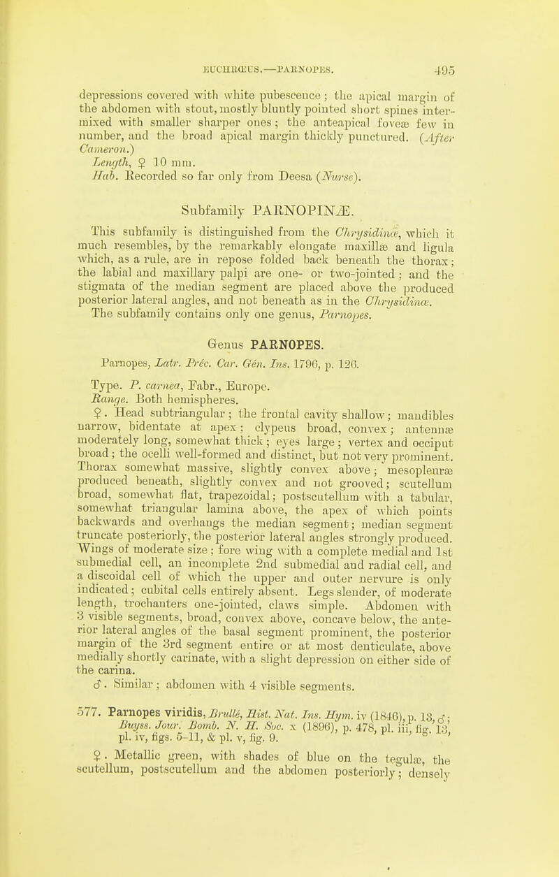 depressions covered with white pubescence; tlie apical margin of tlie abdomen with stout, mostly bluntly pointed short spines intei'- mixed with smaller sharper ones; the anteapical foveas few in number, and the broad apical margin thiclily punctured. {Aflev Cameron.') Lenf/th, 5 10 mm. Hah. Kecorded so far only from Deesa {Nurse). Subfamily PARNOPINiE. This subfamily is distinguished from the Chrysidiiui', which it much resembles, by the remarkably elongate maxilla3 and ligula which, as a rule, are in repose folded back beneath the thorax; the labial and maxillary palpi are one- or two-jointed; and tlie stigmata of the median segment are placed above the produced posterior lateral angles, and not beneath as in the Glirysidince. The subfamily contains only one genus, Parnoijes. Genus PARNOPES. Pavnopes, Zatr. Free. Car. Gen. Ins. 1796, p. 126. Type. P. carnea, Eabr., Europe. Range. Both hemispheres. $ . Head subtriangular ; the frontal cavity shallow; mandibles narrow, bidentate at apex; clypeus broad, convex; antenna moderately long, somewhat thick ; eyes large ; vertex and occiput broad; the ocelli well-formed and distinct, but not very prominent. Thorax somewhat massive, slightly convex above; mesopleuraj produced beneath, slightly convex and not grooved; scutellum broad, somewhat flat, trapezoidal; postscutellum with a tabular, somewhat triangular lamina above, the apex of which points backwards and overhangs the median segment; median segment truncate posteriorly, the posterior lateral angles strongly produced. Wings of moderate size ; fore wing with a complete medial and 1st submedial cell, an incomplete 2nd submedial and radial cell, and a discoidal cell of which the upper and outer nervure is only indicated; cubital cells entirely absent. Legs slender, of moderate length, trochanters one-jointed, claws simple. Abdomen with 3 visible segments, broad, convex above, concave below, the ante- rior lateral augles of the basal segment prominent, the posterior margin of the 3rd segment entire or at most denticulate, above medially shortly carinate, with a slight depression on either side of the carina. cJ. Similar; abdomen with 4 visible segments. 577. ^a,vnoT^es viviiis, BruUe, Ilut. Nat. Ins. Hijiji. h-{iSiQ) p 13 ^7- Buyss.Joiir. Bomb. N. II. 6'uc. x (1896), p. 478, pi ii'i «.>■'];>' pl.iv,fig3.5-l],&pl. v,%. 9. >^o-^>, ? . MetaUic green, with shades of blue on the tegula?, the scutellum, postscutellum and the abdomen posteriorly; densely