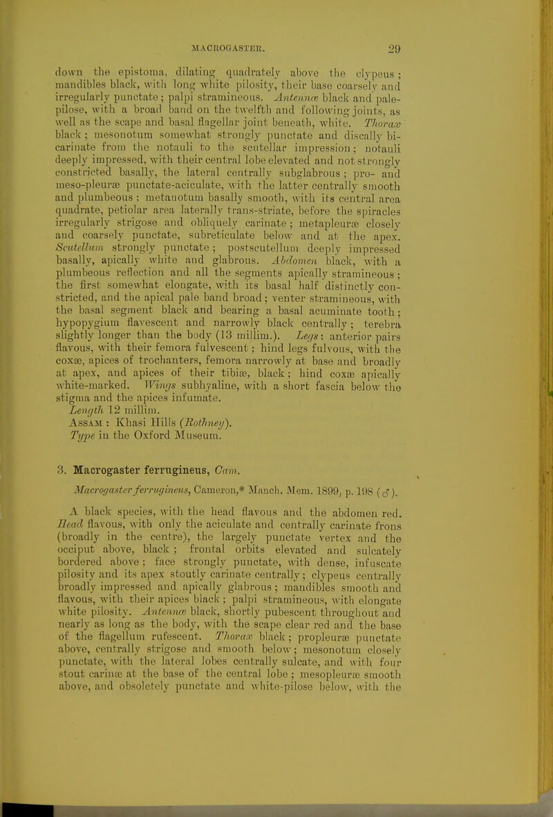 down the epistoma, dilafciug quadratelj above the cljpeus ; mandibles black, with long white pilosity, their base coarsely and irregularly punctate ; palpi stramineous. Antennce black and pale- pilose, with a broad band on the twelfth and following joints, as well as the scape and basal flagellar joint beueath, white. Thorax black ; mesonotum somewhat strongly punctate and discally bi- cariiiate from the notauli to the scntellar impression; uotauli deeply impressed, with their central lobe elevated and not strongly constricted basally, the lateral centrally subglabrous ; pro- and meso-pleurae punctate-aciculate, Avith the latter centrally smooth and plumbeous : metauotum basally smooth, with il^s central area quadrate, petiolar area laterally trans-striate, before the spiracles irregularly strigose and obliquely carinate ; metapleuras closely and coarsely punctate, subreticulate below and at the apex. Scutellum strongly punctate; postscutellum deeply impressed basally, apically white and glabrous. Abdomen black, with a plumbeous reflection and all the segments apically stramineous ; the first somewhat elougate, with its basal half distinctly con- stricted, and the apical pale band broad; venter stramineous, with the basal segment black and bearing a basal acuminate tooth; hypopygium flavescent and narrowly black centrally; terebra shghtly longer than the body (13 miliim.). Legs: anterior pairs flavous, with their femora fulvescent; hind legs fulvous, with the coxae, apices of trochanters, femora narrowly at base and broadly at apex, and apices of their tibire, black ; hind coxae apically white-marked. Wings subhyaliue, with a short fascia below the stigma and the apices infumate. Length 12 milHm. Assam : Khasi Hills (Rothney). Type in the Oxford Museum. 3. JIacrogaster ferruginous, Gam. Macrog aster fevrtigineus, Cameron,* Manch, Mem. 1899, p. 198 (J). A black species, with the head flavous and the abdomen red. Head flavous, with only the aciculate and centrally carinate frons (broadly in the centre), the largely punctate vertex and the occiput above, black ; frontal orbits elevated and sulcately bordered above; face strongly punctate, with dense, infuscate pilosity and its apex stoutly carinate centrally; clypeus centrally broadly impressed and apically glabrous ; mandibles smooth and flavous, with their apices black; palpi stramineous, with elongate white pilosity. Antennce black, shortly pubescent throughout and nearly as long as the body, with the scape clear red and the base of the flagellum rufescent. Thorax black; propleura3 punctate above, centrally strigose and smooth below; mesonotum closely punctate, with the lateral lobes centrally sulcate, and with four stout carinae at the base of the central lobe ; mesopleurae smooth above, and obsoletely punctate and white-pilose below, with the