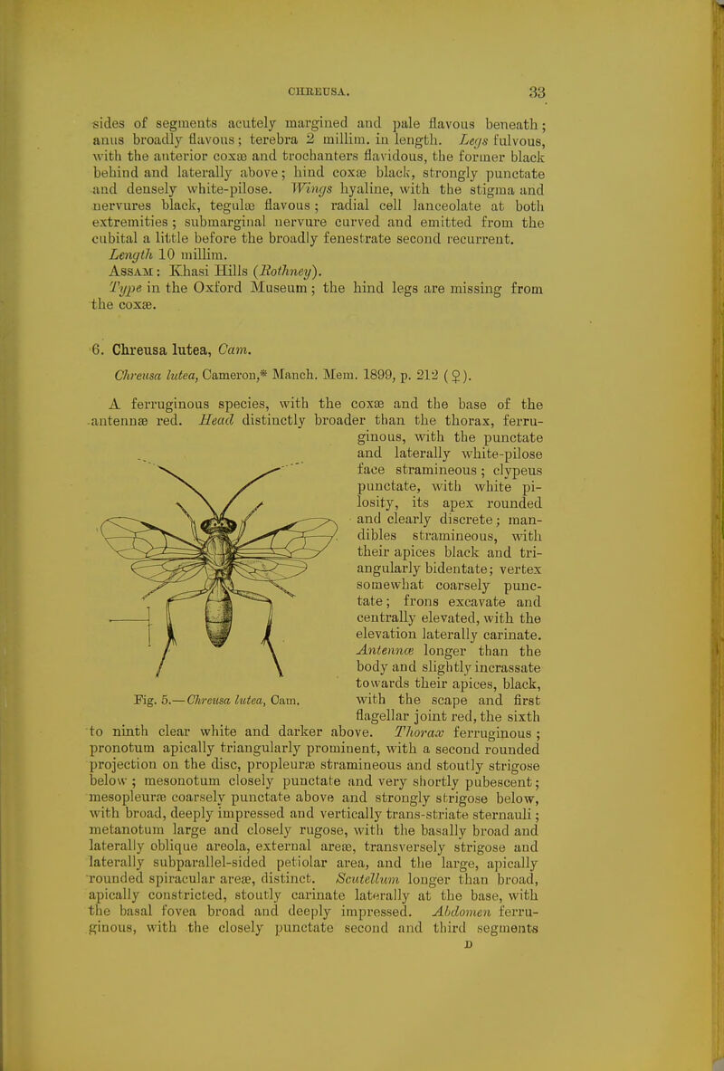 sides of segments acutely margined and pale flavous beneath; anus broadly flavous; terebra 2 millim, in length. Legs fulvous, with the anterior coxae and trochanters flavidous, the former black behind and laterally above; hind coxa3 black, strongly punctate and densely white-pilose. Wings hyaline, with the stigma and nervures black, tegulee flavous; radial cell lanceolate at both extremities; submarginal uervure curved and emitted from the cubital a little before the broadly fenestrate second recurrent. Length 10 millim. Assam : Khasi Hills (llothney). Type in the Oxford Museum; the hind legs are missing from the coxae. 6. Chreiisa lutea, Gam. Chreusa lutea, Cameron,* Manch. Mem. 1899, p. 212 ( $). A ferruginous species, with the coxae and the base of the antennae red. Head distinctly broader than the thorax, ferru- ginous, with the punctate and laterally white-pilose face stramineous ; clypeus punctate, with white pi- losity, its apex rounded and clearly discrete; man- dibles stramineous, with their apices black and tri- angularly bidentate; vertex somewhat coarsely punc- tate ; frons excavate and centrally elevated, with the elevation laterally carinate. Aniennce longer than the body and slightly incrassate towards their apices, black. Pig. 5.—Chreusa, lutea, 0am. with the scape and first flagellar joint red, the sixth to ninth clear white and darker above. Thorax ferruginous ; pronotum apically triangularly prominent, with a second rounded projection on the disc, propleurae stramineous and stoutly strigose below; raesonotum closely punctate and very shortly pubescent; mesopleurfe coarsely punctate above and strongly strigose below, with broad, deeply impressed and vertically trans-striate sternauli; metanotum large and closely rugose, with the basally broad and laterally oblique areola, extei'ual areae, transversely strigose and laterally subparallel-sided petiolar area, and the large, apically ■rounded spiracular areae, distinct. Scutellum longer than broad, apically constricted, stoutly carinate laterally at the base, with the basal fovea broad and deeply impressed. Abdomen ferru- ginous, with the closely punctate second and third segments D