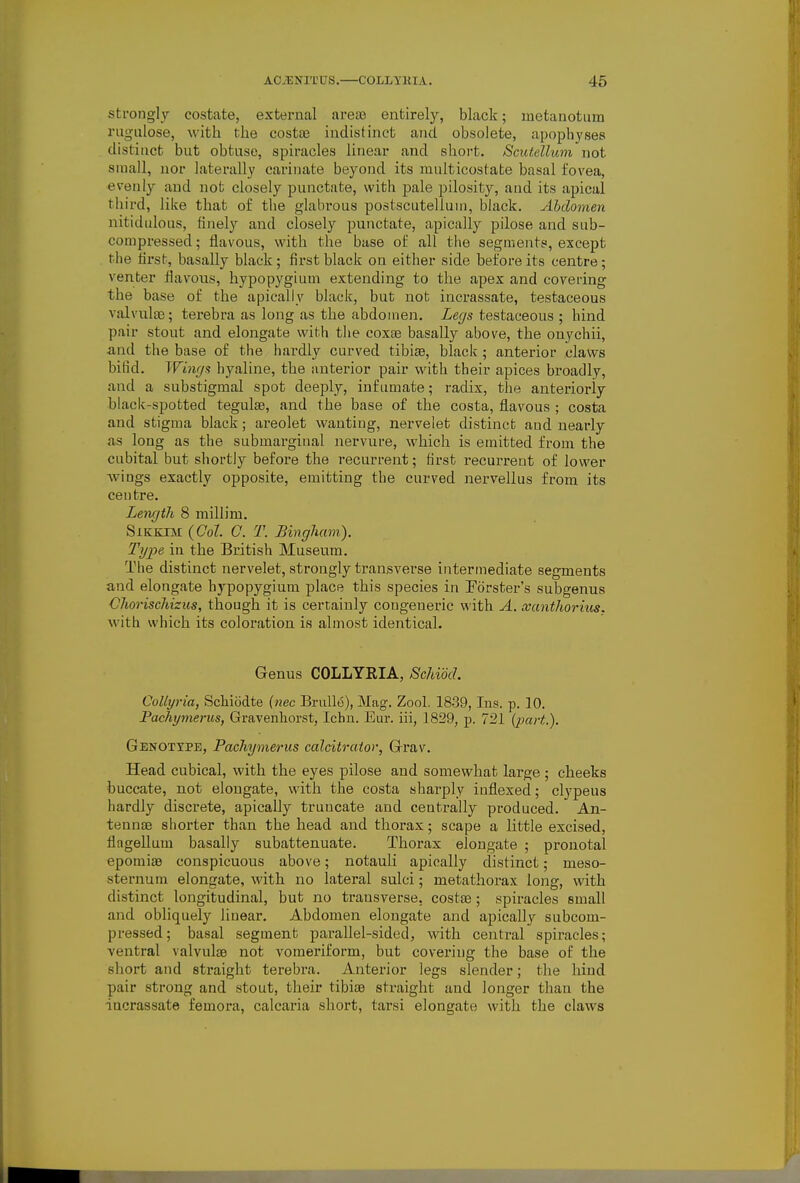 strong!}'- costate, external area3 entirely, black; metanotiim rugiilose, with the costa3 indistinct and obsolete, apoph_yses distinct but obtuse, spiracles linear and short. Scutellum'not small, nor laterally carinate beyond its mnlticostate basal fovea, evenly and not closely punctate, with pale pilosity, and its apical third, like that of the glabrous postscutelluni, black. Abdomen nitidulous, finely and closely punctate, apically pilose and sub- compressed; flavous, with the base of all the segments, except the tirst, basally black ; first black on either side before its centre; venter flavous, hypopygium extending to the apex and covering the base of the apically black, but not incrassate, testaceous valvulte; terebra as long as the abdomen. Legs testaceous ; hind pair stout and elongate with tlie coxae basally above, the onychii, and the base of the hax-dly curved tibiae, black ; anterior claws bifid. Winr/s hyaline, the anterior pair with their apices broadly, and a substigmal spot deeply, inf umate; radix, the anteriorly black-spotted tegulse, and the base of the costa, flavous ; costa and stigma black; areolet wanting, nervelet distinct and nearly as long as the submarginal nervure, which is emitted from the cubital but shortly before the recurrent; first recurrent of lower wings exactly opposite, emitting the curved nervellus from its centre. Length 8 millim. SlKKlM {Col. G. T. Bingham). Type in the British Museum. The distinct nervelet, strongly transverse intermediate segments and elongate hypopygium place this species in Eorster's subgenus Chorischizus, though it is certainly congeneric with A. xanthorius. with which its coloration is almost identical. Genus COLLYRIA, ScMM. CoUyria, Scliiodte (nec Brull6), Mag-. Zool. 1839, lus. p. 10. Fachymerus, Gravenhorst, Ichu. Eur. iii, 1829, p. 721 {jxcrt.). Genotype, Fachymerus calcitrator, Grav. Head cubical, with the eyes pilose and somewhat large; cheeks buccate, not elongate, with the costa sharply iuflexed; clypeus hardly discrete, apically truncate and centrally produced. An- tennae shorter than the head and thorax; scape a little excised, flagellum basally subattenuate. Thorax elongate ; pronotal epomiae conspicuous above; notauli apically distinct; meso- sternum elongate, with no lateral sulci; metathorax long, with distinct longitudinal, but no transverse, costte; spiracles small and obliquely linear. Abdomen elongate and apically subcom- pressed; basal segment parallel-sided, with central spiracles; ventral valvulae not vomeriform, but covering the base of the short and straight terebra. Anterior legs slender; the hind pair strong and stout, their tibiae straight and longer than the incrassate femora, calcaria short, tarsi elongate with the claws