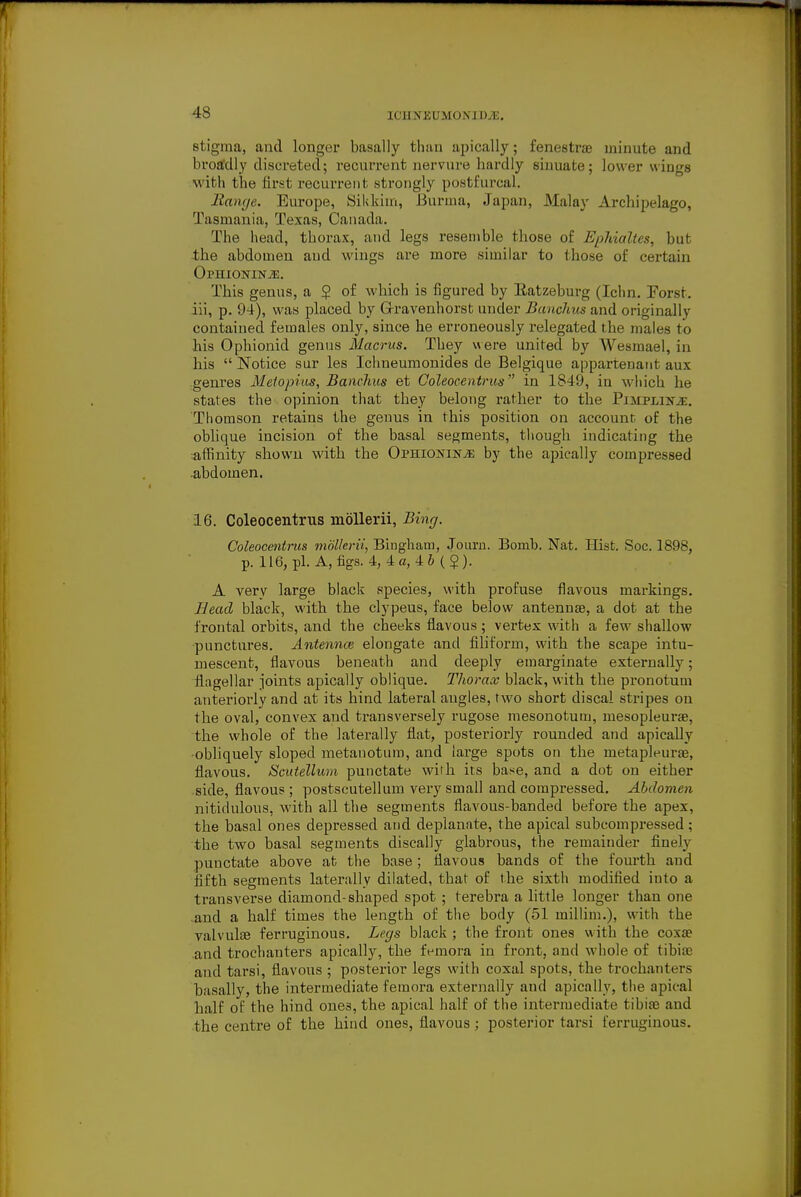 stigma, and longer basally than apically; fenestras minute and broaldly disereted; recurrent nervure hardly sinuate; lower wings with the tirst recurrent strongly postfurcal. Range. Europe, Sikkim, Burma, Japan, Malay Archipelago, Tasmania, Texas, Canada. The head, thorax, and legs resenible those of Ephialtes, but the abdomen and wings are more similar to those of certain OrnxoNiN.'E. This genus, a $ of which is figured by Eatzeburg (Ichn. Forst. iii, p. 94), was placed by G-ravenhorst under Banchus and originally contained females only, since he erroneously relegated the males to his Ophionid genus Macrus. They v\ ere united by Wesmael, in his  Notice sur les Ichneumonides de Belgique appartenatit aux genres Metopius, Banchus et Coleoeentrus in 1849, in wliich he states the opinion that they belong rather to the Pimplin^. Thomson retains the genus in this position on account of the obhque incision of the basal segments, though indicating the affinity shown with the OPHiONiNiE by the apically compressed abdomen. 16. Coleoeentrus moUerii, Bing. Coleocmtrus mdllerii, Bingham, Journ. Bomb. Nat. Hist. See. 1898, p. 116, pi. A, figs. 4, 4«, 46 (5). A very large black .species, with profuse flavous markings. Bead black, with the clypeus, face below antennae, a dot at the frontal orbits, and the cheeks flavous; vertex with a few shallow punctures. Antennce elongate and filiform, with the scape intu- mescent, flavous beneath and deeply emargiuate externally; flagellar joints apically oblique. Thorax black, with the pronotum anteriorly and at its hind lateral angles, two short discal stripes on the oval, convex and transversely rugose mesonotum, mesopleurae, the whole of the laterally flat, posteriorly rounded and apically obliquely sloped metanotum, and large spots on the metapleurae, flavous. Scutellum punctate with its base, and a dot on either side, flavous ; postscutellum very small and compressed. Abdomen nitidulous, with all the segments flavous-banded before the apex, the basal ones depressed and deplanate, the apical subcompressed ; the two basal segments discally glabrous, the remainder finely punctate above at the base ; flavous bands of the fourth and fifth segments laterally dilated, that of the sixth modified into a transverse diamond-shaped spot ; terebra a little longer than one and a half times the length of the body (51 millim.), with the valvulse ferruginous. Legs black ; the front ones with the coxae .and trochanters apically, the femora in front, and whole of tibiae and tarsi, flavous ; posterior legs with coxal spots, the trochanters basally, the intermediate femora externally and apically, the apical half of the hind ones, the apical half of the intermediate tibias and the centre of the hind ones, flavous; posterior tarsi ferruginous.