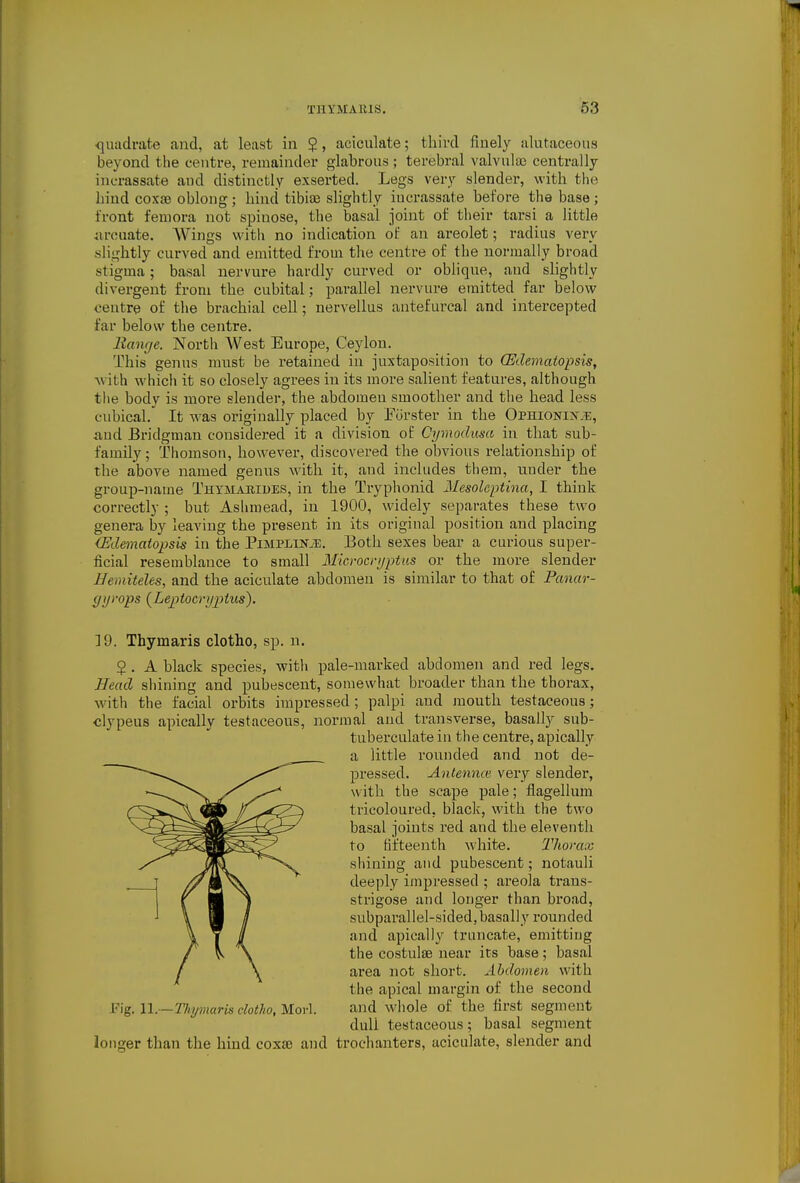 quadrate and, at least in $, aciculate; third finely alutaceoiis beyond the centre, remainder glahrous ; terebral valvulae centrally incrassate aud distinctly exserted. Legs very slender, with the bind coxae oblong ; hind tibias slightly incrassate before the base ; front femora not spinose, the basal joint of their tarsi a little iircuate. Wings with no indication of an areolet; radius very slightly curved and emitted from the centre of the normally broad stigma; basal nervure hardly curved or oblique, and slightly divergent from the cubital; parallel nervure emitted far below centre of the brachial cell; nervellus antef ureal and intercepted far below the centre. liange. North West Europe, Ceylon. This genus must be retained in juxtaposition to (Edematopsis, with which it so closely agrees in its more salient features, although tlie body is more slender, the abdomen smoother and the head less cubical. It was originally placed by Fiirster in the OPHiONixiE, and Bridgman considered it a division of Crjmodusa in that sub- family ; Thomson, however, discovered the obvious relationship of the above named genus with it, and includes them, under the group-name Thymabiues, in the Tryphonid Mesoleptina, I think correctly ; but Ashraead, in 1900, widely separates these two genera by leaving the present in its original position and placing (Edematopsis in the Pimplinjd. Both sexes bear a curious super- ficial resemblance to small Microcryptus or the more slender Hemiteles, and the aciculate abdomen is similar to that of Panar- gijvops (^Leptocryptus). ]9. Thymaris clotho, sp. n. 5 . A black species, with pale-marked abdomen and red legs. Head shining and pubescent, somewhat broader than the thorax, with the facial orbits impressed ; palpi and mouth testaceous; clypeus apically testaceous, normal and transverse, basally sub- tuberculate in the centre, apically a little rounded and not de- pressed. Antemue very slender, with the scape pale; flagellum tricoloured, black, with the two basal joints red and the eleventh to fifteenth >vhite. Thorax shining and pubescent; notauli deeply impressed ; ax'eola traus- strigose and longer than broad, subparallel-sided, basally rounded and apically truncate, emitting the costulse near its base; basal area not short. Abdomen with the apical margin of the second II,—Thyviansclot}w,M.ov\. and whole of the first segment dull testaceous; basal segment longer than the hind coxae and trochanters, aciculate, slender and