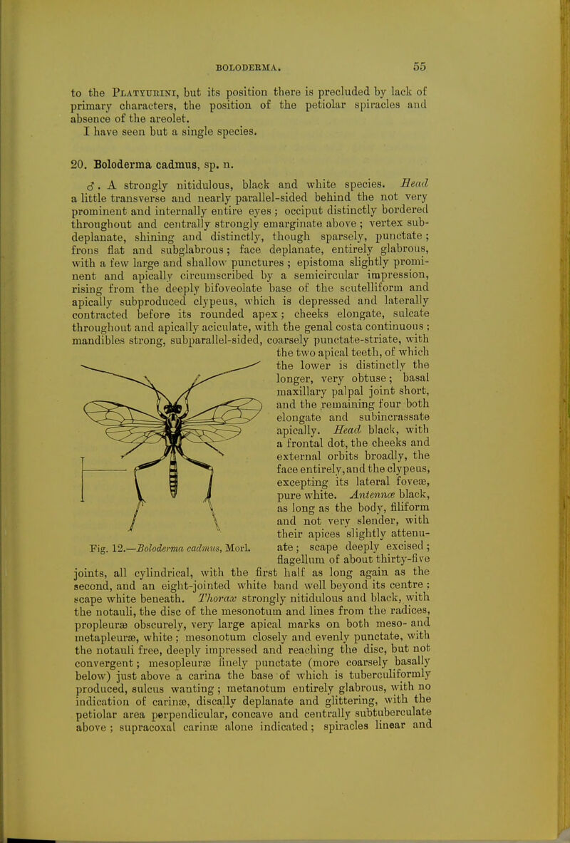 to the PLATYURiifi, but its position there is precluded by lack of primary characters, the position o£ the petiolar spiracles and absence of the areolet. I have seen but a single species. 20. Boloderma cadmus, sp. n. S. A strongly nitidulous, black and white species. Head a little transverse and nearly parallel-sided behind the not very prominent and internally entire eyes ; occiput distinctly bordered throughout and centrally strongly emarginate above ; vertex sub- deplanate, shining and distinctly, though sparsely, punctate; frons flat and subglabrous; face deplanate, entirely glabrous, with a few large and shallow punctures ; epistoma slightly promi- nent and apically circumscribed by a semicircular impression, rising from the deeply bifoveolate base of the scutelliform and apically subproduced clypeus, which is depressed and laterally contracted before its rounded apex; cheeks elongate, sulcate throughout and apically aciculate, with the genal costa continuous ; mandibles strong, subparallel-sided, coarsely punctate-striate, with the two apical teeth, of which the lower is distinctly the longer, very obtuse; basal maxillary palpal joint short, and the remaining four both elongate and subincrassate apically. Head black, with a frontal dot, tlie cheeks and external orbits broadly, the face entirely,and the clypeus, excepting its lateral foveas, pure white. Aniennce black, as long as the body, filiform and not very slender, with their apices slightly attenu- Fig. 12—Boloderma cadmus, Mori. ate ; scape deeply excised ; flagellum of about thirty-five joints, all cylindrical, with the first half as long again as the second, and an eight-jointed white band well beyond its centre ; scape white beneath. Thorax strongly nitidulous and black, with the notauli, the disc of the mesonotum and lines from the radices, propleurse obscurely, very large apical marks on both meso- and metapleurse, white; mesonotum closely and evenly punctate, with the notauli free, deeply impressed and reaching the disc, but not convergent; mesopleurse finely punctate (more coarsely basally below) just above a carina the base of which is tuberculiformly produced, sulcus wanting ; metanotum entirely glabrous, with no indication of carinas, discally deplanate and glittering, with the petiolar area perpendicular, concave and centrally subtuberculate above ; supracoxal carinse alone indicated; spiracles linear and