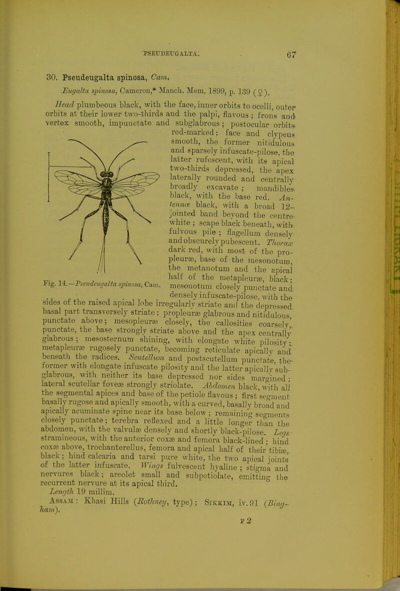 Fig. li.—Pseudetigalta spinosa, Cam. 30. Pseudeugalta spinosa, Cam. Euyalta spinosa, Cameron,* Manch, Mem, 1899, p. 139 (5). Head plumbeous black, with the face, iuuer orbits to ocelli, outer orbits at their lower two-thirds and the palpi, flavous ; frous and vertex smooth, impunctate and subglabrous ; postocular orbits- red-marked; face and clypeus smooth, the former nitidulous and sparsely infuscate-pilose, the latter rufascent, with its apical two-thirds depressed, the apex laterally rounded and centrally broadly excavate ; mandibles^ black, with the base red. An- tennce black, with a broad 12- jointed band beyond the centre: white ; scape black beneath, with, fulvous pile ; flagellum densely and obscurely pubescent. Thorax dark red, with most of the pro- pleurte, base of the mesonotum, the_ metanotum and the apical half of the metapleui-£e, black; mesonotum closely punctate and . , . . flensely infuscate-pilose, with the sides of the raised apical lobe irregularly striate and the depressed basal part transversely striate; propleur^ glabrous and nitidulous punctate above; mesopleurje closely, the callosities coarsely' punctate, the base strongly striate above and the apex centrally glabrous; mesosternum shining, with elongate white pilosity ■ metapleura? rugosely punctate, becoming reticulate apical]y and beneath the radices. Scutellum and postscutellum punctate the^ former with elongate infuscate pilosity and the latter apically sub- glabrous, with neither its base depressed nor sides margined • lateral scutellar foveas strongly striolate. Abdomen black, with all the segmental apices and base of the petiole flavous; first'seo-ment basally rugose and apically smooth, with a curved, basally broad and apically acuminate spine near its base below ; remaining segments closely punctate; terebra reflexed and a little longer than the abdomen, with the valvulae densely and shortly black-pilose. Leas stramineous, with the anterior coxse and femora black-lined • hind coxae above, trochanterellus, femora and apical half of their'tibias, black; hind calcaria and tarsi pure white, the two apical jointa of the latter infuscate. Wings fulvescent hyaline ; stigma and nervures black; areolet small and subpetiolate, emitting the recurrent nervure at its apical third. Length 19 millim, Assam: Khasi Hills (Rothney, type); Sikkim, iv. 91 (Bing- ham). ir2