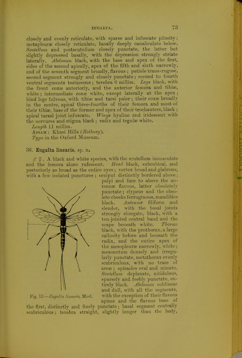 closely and evenly reticulate, with sparse and infuscate pilosity; metapleur£e closely reticulate, basally deeply canaliculate below. Saitdhim and postscutellum closely punctate, the latter but slightly depressed basally, witli the depression strongly striate laterally. Abdomen black, with the base and apex of the first, sides of the second apically, apex of the fifth and sixth narrowly, and of the seventh segment broadly, flavous ; petiole trans-rugose, second segment strougly and closely punctate; second to fourtli ventral segments testaceous; terebra 6 millim. Legs black, with the front coxre anteriorly, and the anterior femora and tibiae, white; intermediate coxiB Avhite, except laterally at the apex ; hind legs fulvous, with tibijB and tarsi paler ; their coxte broadly in the centre, apical three-fourths of their femora and most of their tibiae, base of the former and apex of their trochanters, black ; apical tarsal joint infuscate. Wings hyaline and iridescent with the nervures and stigma black ; radix and tegulse white. Length 11 millim, Assam : Ivhasi Hills {Rotlmey). Type in the Oxford Museum. 36. Eugalta linearis, sp. n. c? 2 . A black and white species, with the scutellum immaculate and the femora alone rufescent. Head black, subcubical, and posteriorly as broad as the entire eyes ; vertex broad and glabrous, Fig. 15.~E'ugalia linearis, Mori. with the exception of their flavous apices and the flavous base of the first, distinctly and finely punctate; basal segment centrally scabriculous; terebra straight, slightly longer than the body. with a few isolated punctures occiput distinctly bordered above ; palpi and face to above the an- tennae flavous, latter obsoletely punctate; clypeus and the obso- lete cheeks ferruginous, mandibles black. AntenncB filiform and slender, with the basal joints strongly elongate, black, with a ten-jointed central band and the scape beneath white. Thoracc black, with the prothorax, a large callosity before and beneath the radix, and the entire apex of the mesopleurae narrowly, white ; mesonotum densely and irregu- larly punctate, metathorax evenly scabriculous, with no trace ol: areae ; spiracles oval and minute. Scutellum deplanate, nitidulous, sparsely and feebly punctate, en- tirely black. Abdomen subliuear and dull, with all the segments,