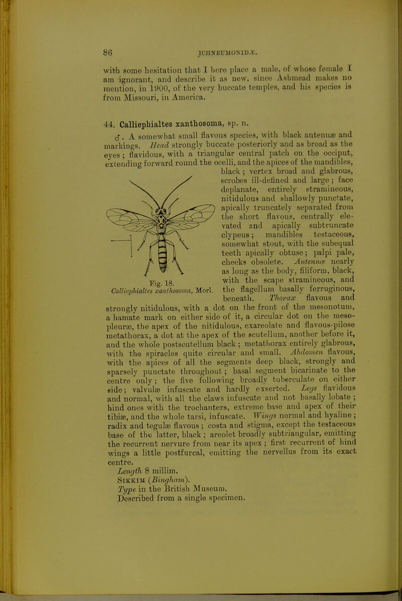 with some hesitation that I liere place a male, of whose female I am ignorant, and describe it as new, since Ashmead makes no mention, in 1900, oi; the very buccate temples, and his species is from Missouri, in America. 44. Calliephialtes xanthosoma, sp. n. cJ, A somewhat small flavous species, with black antennae and markings. Head strongly buccate posteriorly and as broad as the eyes; flavidous, with a triangular central patch on the occiput, extending forward round the ocelli, and the apices of the mandibles, black ; vertex broad and glabrous, scrobes ill-defined and large; face deplanate, entirely stramineous, nitidulous and shallowly punctate, apically truncately separated from the short flavous, centrall}'' ele- vated and apically subtruncate clypeus; mandibles testaceous, somewhat stout, with the subequal teeth apically obtuse; palpi pale, cheeks obsolete. Antenna} nearly as long as the body, filiform, black, j^jg with the scape stramineous, and CallieiMaUcs xanthosoma, Mori, the flagellum basally ferruginous, beneath. Thorax flavous and strongly nitidulous, with a dot on the front of the mesonotum, a hamate mark on either side of it, a circular dot on the meso- pleurce, the apex of the nitidulous, exareolale and flavous-pilose metathorax, a dot at the apex of the scutellum, another before it, and the whole postscutellum black ; metatliorax entirely glabrous, with the spiracles quite circular and small. Abdomen flavous, with the apices of all the segments deep black, strongly and sparsely punctate throughout; basal segment bicarinate to the centre only; the five following broadly tuberculate on either side; valvulse infuscate and hardly exserted. Legs flavidous and normal, with all the claws infuscate and not basally lobate ; hind ones with the trochanters, extreme base and apex of theii- tibi«, and the whole tarsi, infuscate. Wimjs normal and hyaline; radix and tegulse flavous ; costa and stigma, except the testaceous base of the latter, black ; areolet broadly subtriangular, emitting the i-ecurrent nervure from near its apex ; first recurrent of hind wings a little postfurcal, emitting the nervellus from its exact centre. Length 8 millim. SiKKiM {Bingham). Type in the British Museum. Described from a single specimen.