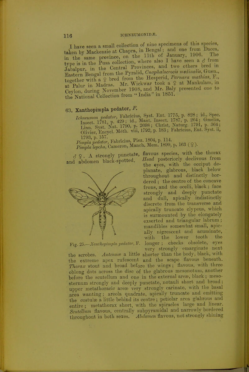 HQ ICUNBUMONIDjE, I have seen a small collection of nine specimens of this species, taten by Mackenzie at Chapra m Bengal; and one f rom Dacca in the same province, on the 11th of January, 1906 Ihe type is in the Pusa collection, where also 1 have seen a 6 from IZ\mv in the Central Provinces, and two others bred in Eastern Bengal from the Pyralid, CnapMlocroas medmaU Guen., toUther with a 9 bred from the Hesperid, Parnam ma<7«as, ] at'paluriri^^^^^^ Mr. Wickwar took a $ at Mankulan,, m Ceylon, during November 1908 and Mr Baly presented one to the National Collection from » India m 1851. 63. Xanthopimpla pedator, F. Icnneumon pedator, ^abrif S.yst Ent 1^ T TVfti -n 429- id., Mant. Insect. 17o7, p. 2t)4; Umeim, Snn Svst 'Nat 1790, p. 2698; Christ, Natu/g. 1791, p. 364; OHv^exfEncycl M6th. viii, 1792, p. 183; Fabricius, Ent. Syst. n, 1793, p. 157. , . Pmp;a/efMor,Eabricius Piez 1804,p m Pimplalepcha, Cameron, Manch. Mem. 1899, p. 163 ($). S2. A strongly pnnctate, flavous species with the thorax and abdomen black-spotted. Sead posteriorly declivous from ^■^^ ^y^g^ ^^.^^j^ occiput de- planate, glabrous, black below throughout and distinctly bor- dered ; the centre of the concave frons, and the ocelli, black ; face strongly and deeply punctate and dull, apically indistinctly discrete from the transverse and apically truncate clypeus, which is surmounted by the elongately exserted and triangular labrum ; mandibles somewhat small, apic- / Y \ ally nigrescent and acuminate, i with the lower tooth the Pig. 25.—Xanthopimpla pedator, F. longer ; cheeks obsolete, eyes very strongly emarginate next the scrobes. Antennce a little shorter than the body, black, with the extreme apex rufescent and the scape flavous beneath. Tliorax stout and broad before the wings ; flavous, with three oblong dots across the disc of the glabrous mesonotum, another before the scutellum and one in the external arese, black ; meso- sternum strongly and deeply punctate, notauli short and broad; upper metathoracic areas very strongly carinate, with the basal area wanting; areola quadrate, apically truncate and emitting the costulae a little behind its centre ; petiolar area glabrous and entire ; metathorax short, with the spiracles large and linear. Scutellum flavous, centrally subpyramidal and narrowly bordered throughout in both sexes. Abdomen flavous, not strongly shming