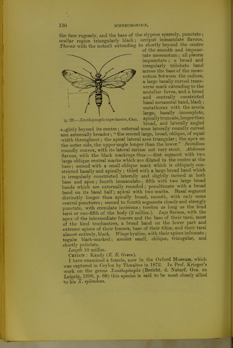 ig. 28.—Xanthopimpla taprobanica, 0am. the face rugosely, and the base of the clypeus sparsely, punctate; ocellar region triangularly black; occiput immaculate flavous. Thoraa- with the notauli extending to shortly beyond the centre of the smooth and impunc- tate mesonotum ; all pleurae impunctate ; a broad and irregularly trilobate band across the base of the meso- notum between the radices, a large basally curved trans- verse mark extending to the scutellar fovea, and a broad and centrally constricted basal metanotal band, black ; metathorax with the areola large, basally incomplete, apically truncate, longer than broad, and laterally angled ■s.ightly beyond its centre ; external areae laterally roundly curved :anQ externally broader;  the second large, broad, oblique, of equal width throughout; the apical lateral area triangular; the apex on the outer side, the upper angle longer than the lower. Scutellum roundly convex, with its lateral carinse not very stout. Abdomen flavous, with the black markings thus:—first segment with two large oblique central marks which are dilated in the centre at the base; second with a small oblique mark which is obliquely con- stricted basally and apically ; third with a large broad baud which is irregularly constricted laterally and slightly incised at both base and apex ; fourth immaculate; fifth with two large broad bands which are externally rounded; penultimate with a broad band on its basal half; apical with two marks. Basal segment distinctly longer than apically broad, smooth, with only some centi-al p'unctures ; second to fourth segments closely and strongly punctate, with crenulate incisions ; terebra as long as the hind tarsi or one-fifth of the body (2 millim.). Legs flavous, with the apex of the intermediate femora and the base of their tarsi, most of the hind trochanters, a broad band on the lower part and extreme apices of their femora, base of their tibisE, and their tarsi almost entirely, black. Wings hyaline, with their apices infumate; tegulje black-marked; areolet small, obhque, triangular, and :shortly petiolate. Length 10 millim. Cbylon : Kandy (E. E. Green). I have examined a female, now in the Oxford Museum, which was captured in Ceylon by Thwaites in 1872. In Prof. Krieger's work on the genus XantJwpimpla (Bericht. d, Naturf. Ges. zu Leipzig, 1899, p. 69) this species is said to be most closely alHed to his X. splenclens.