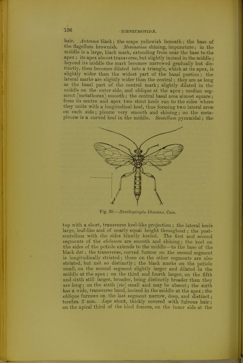 ■ lOHNBUMONIB^. hair. ^Ji^ejmce black; the scape yellowish beneath; the base of the flagellum brownish. Mesonolum shining, impunctate; in the middle is a large, black mark, extending from near the base to the apex ; its apex almost transverse, but slightly incised in the middle ; beyond its middle the mark becomes narrowed gradually but dis- tinctly, then becomes dilated into a triangle, which at its apex, is slightly wider than the widest part of the basal portion; the lateral marks are slightly wider than the central; they are as long as the basal part of the central mark; slightly dilated in the middle on the outer side, and oblique at the apex ; median seg- ment [metathorax] smooth; the central basal area almost square ; from its centre and apex two stout keels run to the sides where they unite with a longitudinal keel, thus forming two lateral arese ■on each side; pleuras very smooth and shining; on the meta- pleursB is a curved keel in the middle. Scutellum pyramidal; the Fig. 30.—Xantho2mnpla khasiana, Cam. top with a short, transverse keel-like projection ; the lateral keels large, leaf-like and of nearly equal height throughout; the post- scutellum with the sides bluntly keeled. The first and second segments of the abdomen are smooth and shining; the keel on the sides of the petiole extends to the middle—to the base of the black dot; the transverse, curved furrow on the second segment is longitudinally striated; those on the other segments are also striated, but not so distinctly; the black marks on the petiole small, on the second segment slightly larger and dilated in the middle at the apex ; on the third and fourth larger, on the fifth and sixth still larger, broader, being distinctly broader than they are long; on the sixth [sic] small and may be absent; the sixth has a wide, transverse band, incised in the middle at the apex; the oblique furrows on the last segment narrow, deep, and distinct; terebra 2 mm. Legs stout, thickly covered with fulvous hair ; on the apical third of the hind femora, on the inner side at the