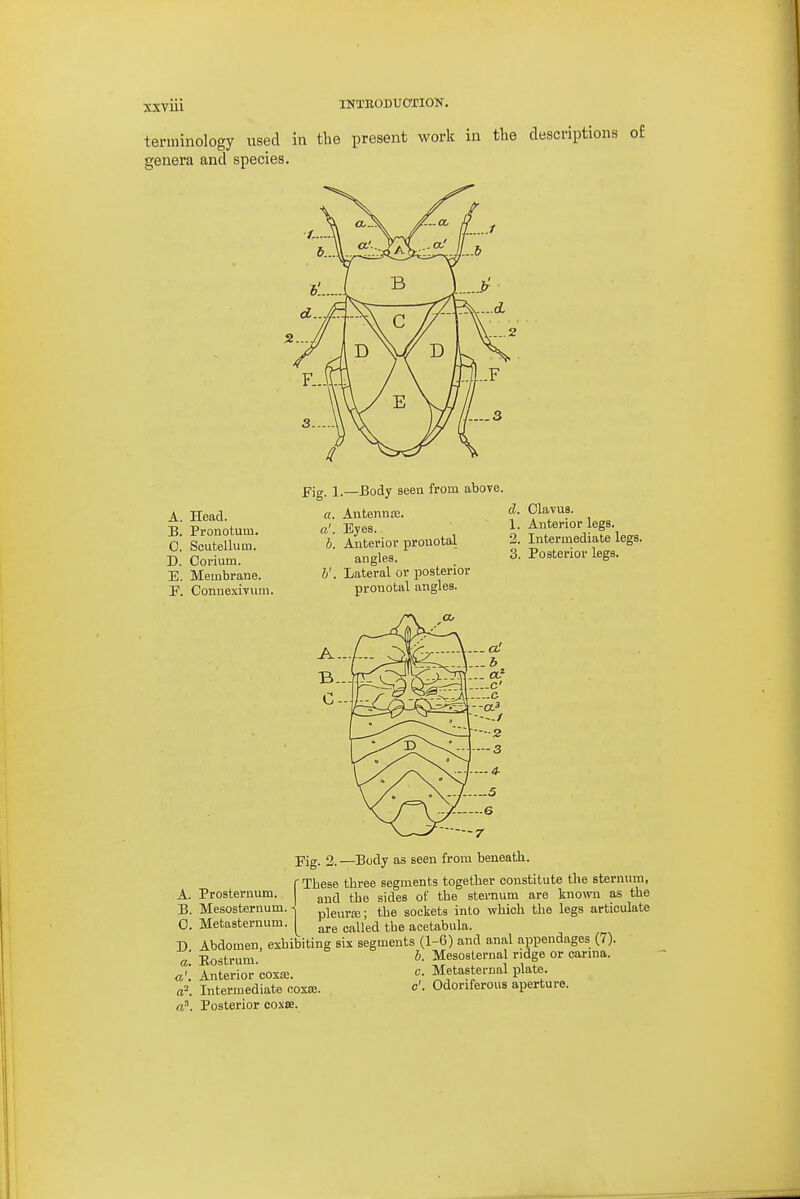 A. Head. B. Pronotum. 0. Scutellum. D. Ooi'ium. E. Membrane. F. Connexiviim. Fig. 1.—Body seen from above. a. Antenna;. a'. Eyes. b. Anterior pronotal angles. b'. Lateral or posterior pronotal angles. d. Olavus. 1. Anterior legs. 2. Intermediate legs. 3. Posterior legs. Fig. 2. —Body as seen from beneatli. iThese three segments together constitute the stermim, and the sides of the sternum are known as the pleura:- the sockets into which the legs articulate are called the acetabula. D Abdomen, exhibiting six segments (1-6) and anal appendages (7). a Eostrum Mesosternal ridge or carina. a\ Anterior coxte. c. Metasternal plate a\ Intermediate oox£8. c'- Odoriferous aperture. a?. Posterior coxre.