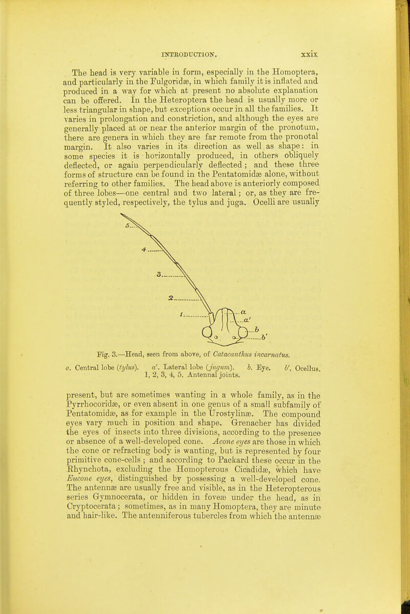 The head is very variable in form, especially in the Horaoptera, aud particularly in the rulgoridce, in which family it is inflated and produced in a way for which at present no absolute explanation can be offered. In the Heteroptera the head is usually more or less triangular in shape, but exceptions occur in all the famihes. It varies in prolongation and constriction, and although the eyes are generally placed at or near the antei-ior margin of the pronotum, there are genera in which they are far remote from the pronotal margin. It also varies in its direction as well as shape: in some species it is horizontally produced, in others obliquely deflected, or agaiu perpendicularly deflected; and these three forms of structure can be found in the Pentatomidae alone, without referring to other families. The head above is anteriorly composed of three lobes—one central and two lateral; or, as they are fre- quently styled, respectively, the tylus and juga. Ocelli are usually Fig. 3.—Head, seen from above, of Catacantlms incarnatus. a. Central lobe {tylus). a'. Lateral lobe {jugum). b. Eye. b'. Ocellus. 1, 2, 3, 4, 5. Antennal joints. present, but are sometimes wanting in a whole family, as in the PyrrhocoridsB, or even absent in one genus of a small subfamily of Pentatomidse, as for example in the Urostylinffi. The compound eyes vary much in position and shape. Grenacher has divided the eyes of insects into three divisions, according to the presence or absence of a well-developed cone. Acone eyes are those in which the cone or refracting body is wanting, but is represented by four primitive cone-cells ; and according to Packard these occur in the Ehynchota, excluding the Homopterous Cicadidse, which have Eucone eyes, distinguished by possessing a well-developed cone. The antennae are usually free and visible, as in the Heteropterous series Gymnocerata, or hidden in foveas under the head, as in Cryptocerata; sometimes, as in many Homoptera, they are minute and hair-like. The anteuiiiferous tubercles from which the antenna?