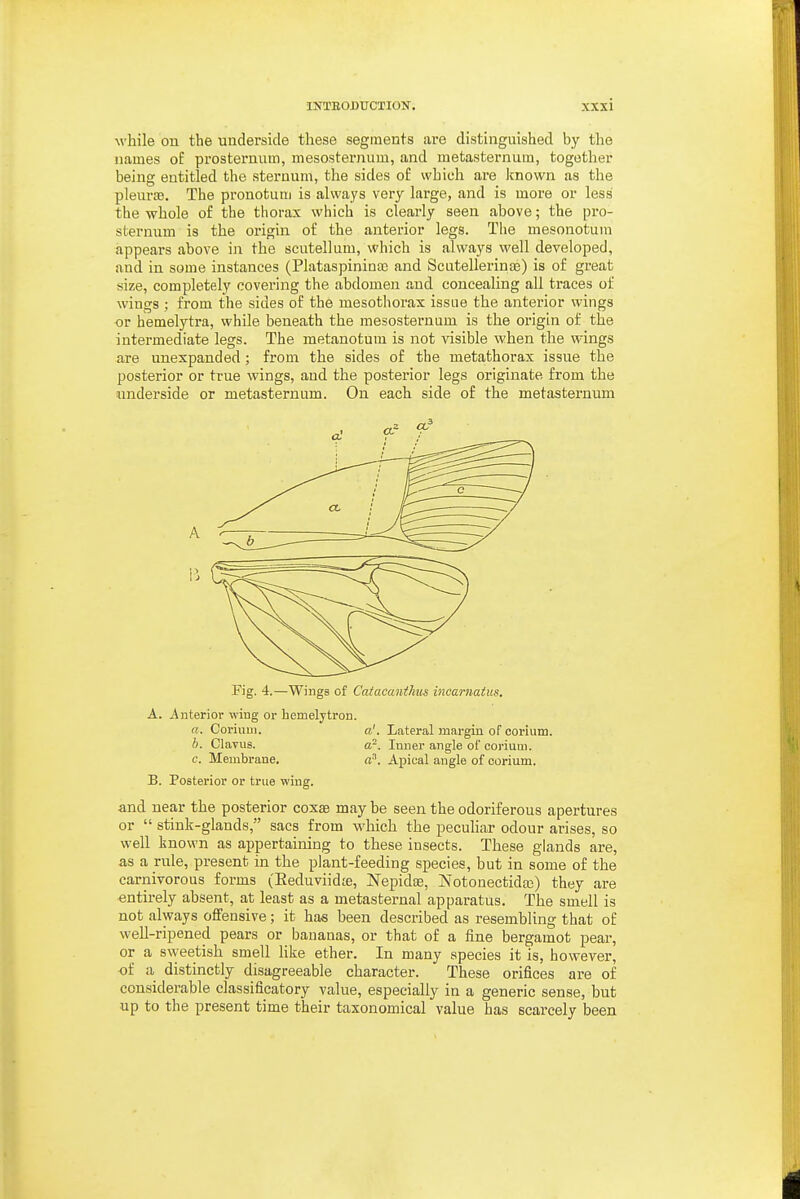 while on the underside these segments are distinguished by the names oE presternum, mesosternum, and metasternum, together being entitled the sternum, the sides of which are known as the pleurae. The pronotuni is always very large, and is more or less the whole of the thorax which is clearly seen above; the pro- sternum is the origin of the anterior legs. The mesonotum appears above in the scutellum, which is always well developed, and in some instances (Plataspinioaj and Scatellerinos) is of great size, completely covering the abdomen and concealing all traces of wings ; from the sides of the mesothorax issue the anterior wings or hemelytra, while beneath the mesosternum is the origin of the intermediate legs. The metanotum is not visible when the wings are unexpanded; from the sides of the metathorax issue the posterior or true wings, and the posterior legs originate from the underside or metasternum. On each side of the metasternum Fig. 4.—Wings of Catacanthus incarnatus. A. Anterior wing or hemelytron. a. Coriiiui. a'. Lateral margin of corium. b. Clavus. 0,2. Inner angle of corium. c. Membrane. a. Apical angle of corium. B. Posterior or true wing. and near the posterior coxae may be seen the odoriferous apertures or  stink-glands, sacs from which the pecuhar odour arises, so well known as appertaining to these insects. These glands are, as a rule, present in the plant-feeding species, but in some of the carnivorous forms (Eeduviidte, Nepidse, NotonectidaB) they are entirely absent, at least as a metasternal apparatus. The smell is not always offensive; it has been described as resembling that of well-ripened pears or bananas, or that of a fine bergamot pear, or a sweetish smell Hke ether. In many species it is, however, of a distinctly disagreeable character. These orifices are of considerable classificatory value, especially in a generic sense, but up to the present time their taxonomical value has scarcely been