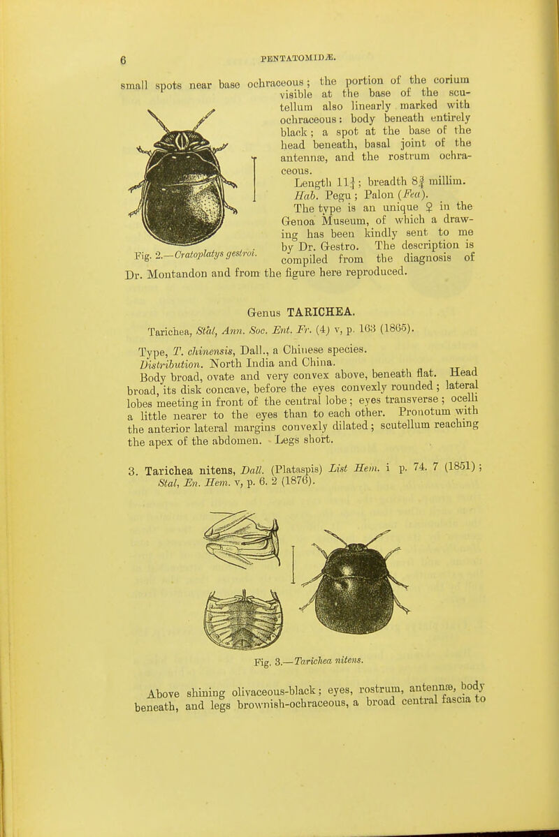 small spots near base ochraceous; the portion of the corium visible at the base ot the scu- tellum also linearly marked with ochraceous: body beneath entirely blank ; a spot at the base of the head beneath, basal joint oi: the antennas, and the rostrum ochra- ceous. Length 11|; breadth 8| miUim. Hah. Pegu; Palon The type is an unique $ in the Genoa Museum, of which a draw- ing has been kindly sent to me by Dr. Gestro. The description is compiled from the diagnosis of Dr. Montandon and from the figure here reproduced. Fig. •2.~Crato}]lati/s gesiroi. Genus TARICHEA. Tarichea, Stal, Ann. Soc. Ent. Fr. (4; v, p. 163 (I860). Type, T. chinensis, Dall., a Chinese species. Distribution. North India and China. Body broad, ovate and very convex above, beneath flat. Head broad, its disk concave, before the eyes couvexly rounded ; lateral lobes meeting in front of the central lobe; eyes transverse ; ocelh a little nearer to the eyes than to each other. Pronotum with the anterior lateral margins convexly dilated; scutellum reachmg the apex of the abdomen. Legs short. 3. Tarichea nitens, Dall. (Plataspis) List Hem. 1 p. 74. 7 (1851) ; Stal, En. Hem. v, p. 6. 2 (1876). Pig, 3.— Tarichea nitens. Above shining olivaceous-black; eyes, rostrum, antennre, body beneath, and legs brownish-ochraceous, a broad central fascia to