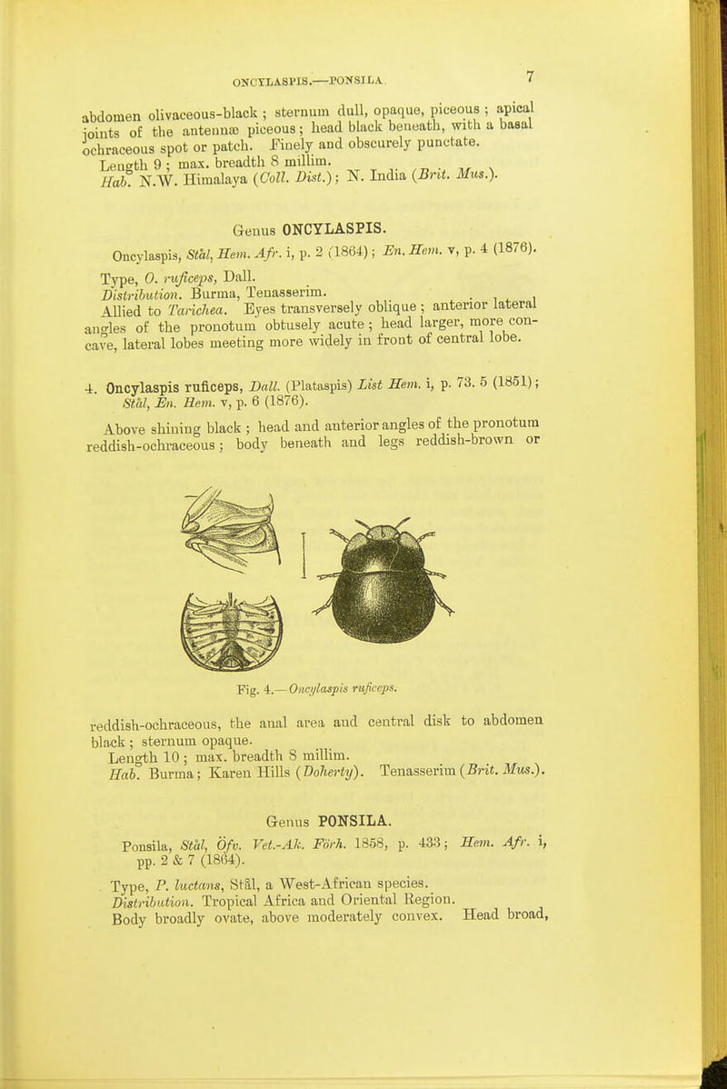 OKCYLASI'IS. PONSILA. abdomen olivaceous-black ; sternum dull, opaque, piceous ; apical ioints of the auteuntc piceous; head black beneath, with a basal ochraceous spot or patch. Fiuely and obscurely punctate. Leueth 9 : max. breadth 8 milUm. „ . s Hah. N.W. Himalaya {Coll. Dist.); N. India {Brit. Mus.). Genus ONCYLASPIS. Oncylaspis, Stal, Hem. Afr. i, p. 2 (1864); En. Hem. v, p. 4 (1876). Type, 0. rujiceps, Dall. Distribution. Burma, Tenasserim. • i i Allied to Tarichea. Eyes transversely oblique ; anterior lateral ano-les of the pronotum obtusely acute; head larger, more con- cave, lateral lobes meeting more widely in front of central lobe. ■4. Oncylaspis ruiiceps. Ball. (Plataspis) List Hem. i, p. 73. 5 (1851); Stal, En. Hem. v, p. 6 (1876). Above shining black ; head and anterior angles of the pronotum reddish-ochraceous; body beneath and legs reddish-brown or Fig. 4.— Onci/laspis ruficcps. reddish-ochraceous, the anal area and central disk to abdomen black; sternum opaque. Length 10 ; max. breadth 8 millim. Eab. Burma; Karen B\\h (Doherty). Tena.ssenm (Brit. Mus.). Genus PONSILA. Ponsila, Stal, Ofv. Vet.-Ak. Fork. 1858, p. 433; Hem. Afr. i, pp. 2 & 7 (1864). Type, P. ludans, Stg,l, a West-African species. _ Distribution. Tropical Africa and Oriental Region. Body broadly ovate, above moderately convex. Head broad,