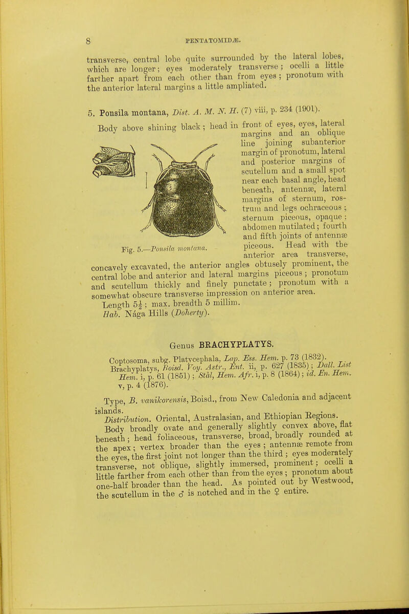 transverse, central lobe quite surrounded by the lateral lobes, which are longer; eyes moderately transverse; ocelli a little farther apart from each other than from eyes ; pronotum with the anterior lateral margins a little ampliated. 5. Ponsila montana, Dist. A.M.N. H. (7) viii, p. 234 (1901). Body above shining black; head in front of eyes, eyes, lateral ^ ^ margins and an obhque line joining subanterior margin of pronotum, lateral and posterior margins of scutellum and a small spot near each basal angle, head beneath, antennae, lateral margins of sternum, ros- trum and legs ochraceous ; sternum picenus, opaque: abdomen mutilated; fourth and fifth joints of antennse piceous. Head with the anterior area transverse. ■pig. 5.—Foiiaila moiilcma. concavely excavated, the anterior angles obtusely promment, the central lobe and anterior and lateral margins piceous ; pronotum and scutellum thickly and finely punctate; pronotum with a somewhat obscure transverse impression on anterior area. Length 5|; max. breadth 5 millim. Bob. Naga Hills (Bolierty). Genus BEACHYPLATYS. Coptosoma, siibg. Platycephala, Z«^;. Ess. ^e^'-V'^Hl^^^)- BrLiyplatys, Fioisd. Voy. Astr., Ent n, p. 627 (1835) ,^ ^p-J:, - Hem \, p. 61 (1851); Stal, Kern. AJr. i, p. 8 (1864); id. En. Rev,. V, p. 4 (1876).' Type, B. vanilcorensis, Boisd., from New Caledonia and adjacent ^^^mtribution. Oriental, Australasian, and Ethiopian Eegions. Body broadly ovate and generally slightly convex above, flat beneath • head foliaceous, transverse, broad, broadly rounded at the anei; vertex broader than the eyes ; antennje remote from the eyes, the first joint not longer than the third ; eyes moderately transverse, not oblique, slightly immersed, prominent; oceUi a little farther from each other than from the eyes ; pronotum about one-half broader than the head. As pointed out by Westwood, the scutellum in the 6 is notched and in the 5 entire.