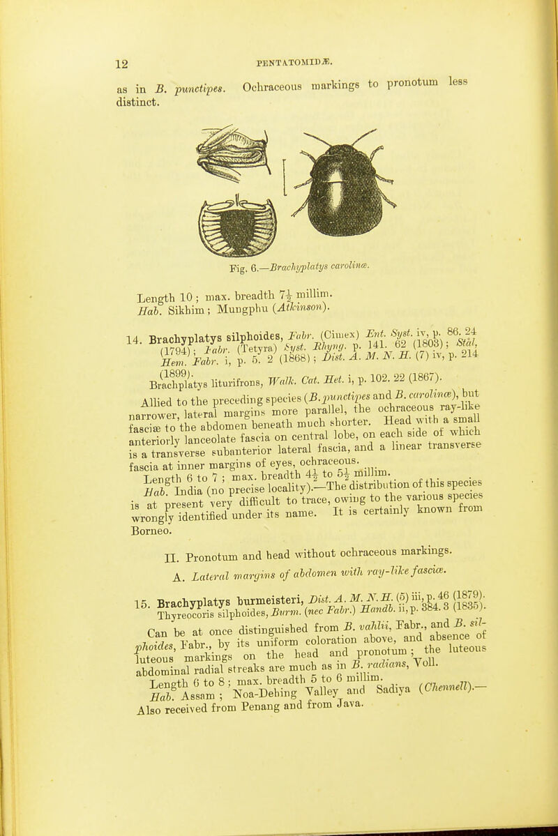 as in B. punetipes. Ochraceous markings to pronotum less distinct. jTig. Q—Brachyplatys Carolina. Length 10 ; max. breadth 7| millim. Hob. Sikhim; Muugpbu {AtUnson). 14. Brachyplatys silplioides J.«ir. (Ciu.ex) Ent '^f • i^'^- V^FalrX P 5 2 (1868); list. A. M. N. E. (7) iv, p. 214 BxSfpitys liturifrons, TF«/A-. C«*. S.^. i, p. 102. 22 (1867). Allied to the preceding species {B.imnotipes and 5. carohnm), but narrower lateral margin, more parallel, the ochraceous ray-hke fasci Jto the abdomen beneath much shorter. Head with a sma 1 anterTo -ly laBceolate fascia on central lobe, on each side oi which ITaTansverse subanterior lateral fascia, and a linear transverse fascia at inner margins of eyes, ochraceous. Length 6 to 7 ; max. breadth A\ to 5i milhm. wS^ India (no precise locality).-The distribution of this specie, is at present very difficult to trace, owing to the various species wrongrideutified'under its name. It is certainly known from Borneo. II. Pronotum and bead without ochraceous markings. A. Lateral waryins of abdomen with ray-HTcefascm. 1 ^ BrachvDlatYS burmeisteri, List. A. M. N.E. (5) iii, p. 46 (1879). ^ ^l^SSvhoiAe.,B^am.inecFabr.) M.n,p.384.8 (183o . Tan be at once distinguished from B. valdvu Pabr., and B. srI- Siltoal raiml%.re.k, are much » m R ;■.*»«, Toll. Also received from Penang and from Java.