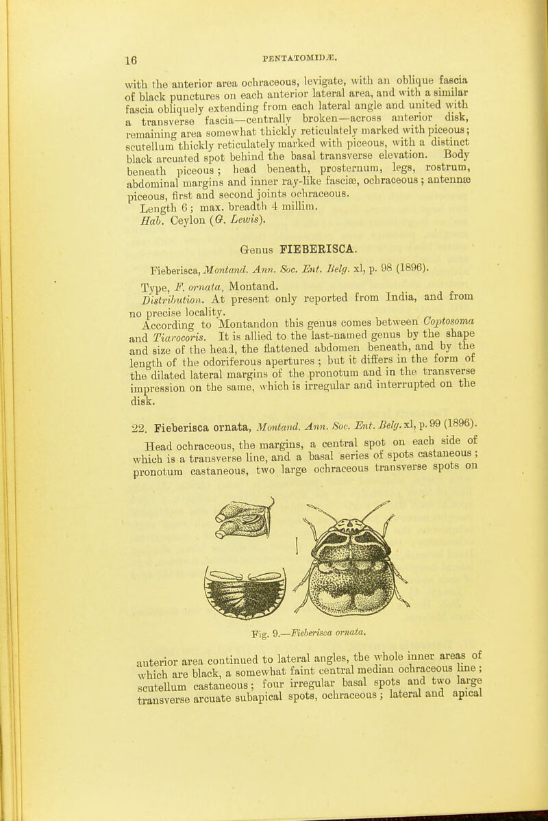 with the anterior area ochraceous, levigate, with an oblique faflcia of black punctures on each anterior lateral area, and with a similar fascia obhquely extending from each lateral angle and united with a transverse fascia—centrally broken—across anterior disk, remaining area somewhat thickly reticulately marked withpiceous; scutellum thickly reticulately marked with piceous, with a distinct black arcuated spot behind the basal transverse elevation. Body beneath piceous; head beneath, prosternum, legs, rostrum, abdominal margins and inner ray-hke fasciae, ochraceous ; antennas piceous, first and second joints ochraceous. Length 6; max. breadth 4 miUim. Eah. Ceylon ((?. Lewis). G-enus FIEBERISCA. Fieberisca, Montand. Ann. Soc. Ent. Belg. xl, p. 98 (1896). Type, F. ornata, Montaud. Distribution. At present only reported from India, and from no precise locality. According to Montandon this genus comes between Coptosoma and Tiarocoris. It is allied to the last-named genus by the shape and size of the head, the flattened abdomen beneath, and by the length of the odoriferous apertures ; but it differs in the form of the dilated lateral margins of the pronotura and in the transverse impression on the same, which is irregular and interrupted on the disk. 22. Fieberisca ornata, Montand. Ann. Soc. Ent. Belf/.^d, p.99 (1896). Head ochraceous, the margins, a central spot on each side of which is a transverse hue, and a basal series of spots castaneous ; pronotum castaneous, two large ochraceous transverse spots on Fig. 9.—Fieberisca ornata. anterior area continued to lateral angles, the whole inner areas of which are black, a somewhat faint central median ochraceous line ; scutellum castaneous; four irregular basal spots and two large transverse arcuate subapical spots, ochraceous ; lateral and apical