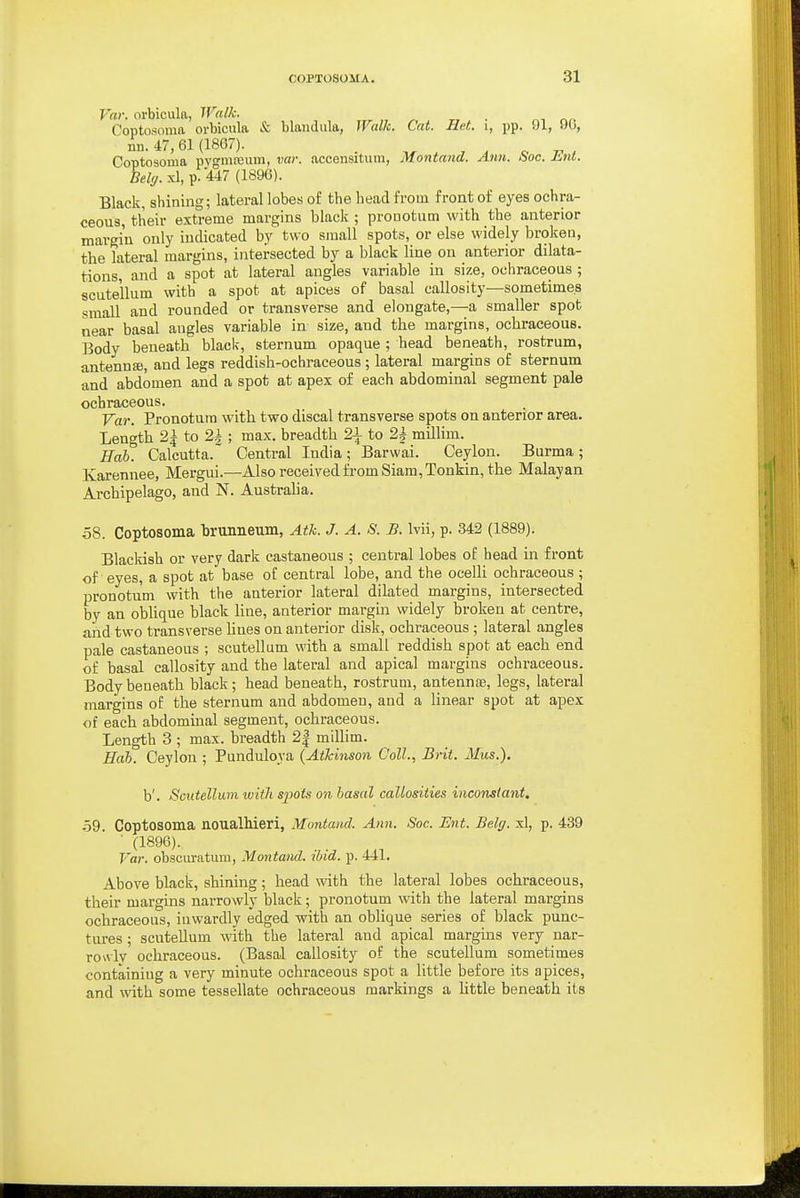 Var. orbicula, Walk. „ ■ Coptosoma orbicula & blandiila, IValk. Cat. Het i, pp. 91, 00, nn. 47, 61 (1867). Coptosorua pygmneiim, var. accensitum, Montand. Ann. Soc. Ent. Belfj. xl, p. 447 (1896). Black, shining; lateral lobes o£ the head from front of eyes ochra- ceous, their extreme margins black ; proaotum with the anterior margin only indicated by two small spots, or else widely broken, the lateral margins, intersected by a black line on anterior dilata- tions, and a spot at lateral angles variable in size, ochraceous ; scutellum with a spot at apices of basal callosity—sometimes small and rounded or transverse and elongate,—a smaller spot near basal angles variable in size, and the margins, ochraceous. Body beneath black, sternum opaque; head beneath, rostrum, antenna), and legs reddish-ochraceous; lateral margins of sternum and abdomen and a spot at apex of each abdominal segment pale ochraceous. Var. Pronotura with two discal transverse spots on anterior area. Length 2^ to 2h ; max. breadth 21 to 2k millim. Hah. Calcutta. Central India; Barwai. Ceylon. Burma; Karennee, Mergui.—Also received from Siam, Tonkin, the Malayan Archipelago, and N. Austraha. 58. Coptosoma brunneum, Atk. J. A. S. B. Ivii, p. 342 (1889). Blaclush or very dark castaneous ; central lobes of head in front of eyes, a spot at base of central lobe, and the ocelli ochraceous ; pronotu'm with the anterior lateral dilated margins, intersected by an obhque black line, anterior margin widely broken at centre, and two transverse lines on anterior disk, ochraceous ; lateral angles pale castaneous ; scutellum with a small reddish spot at each end of basal callosity and the lateral and apical margins ochraceous. Body beneath black; head beneath, rostrum, antennae, legs, lateral margins of the sternum and abdomen, and a linear spot at apex of each abdominal segment, ochraceous. Length 3 ; max. breadth 2| millim. Hah. Ceylon ; Punduloya {Atkinson Coll., Brit. Mus.). b'. Scutellum ivitTi spots on basal callosities inconstant, .59. Coptosoma noualMeri, Montand. Ann. Soc. Ent. Belg. xl, p. 439 ■ (1896). Var. obscm-atum, Montand. ibid. p. 441. Above black, shining; head with the lateral lobes ochraceous, their margins narrowly black; pronotum with the lateral margins ochraceous, inwardly edged with an oblique series of black punc- tures ; scutellum with the lateral and apical margins very nar- rowly ochraceous. (Basal callosity of the scutellum sometimes containing a very minute ochraceous spot a little before its apices, and with some tessellate ochraceous markings a httle beneath its