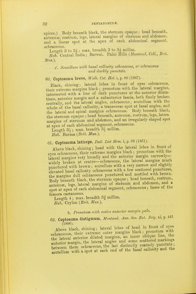 apices.) Body beneath black, the sternum opaque ; head beneath, antennaj, rostrum, legs, lateral margins of sternum and abdomen, and a linear spot at the apex of each abdominal segment, ochraceous. , , „ „, Length 3 to 3|; max. breadth 3 to 3^ millim. Hah. Central India; Barwai. Pabii Hills {Moniand. Coll., Brit. Miis.). c'. Scutellum with basal callosity ochraceous, or ochraceous and darlcly punctate. 60. Coptosoma breve, Walk. Cat. Set. i, p. 89 a867). Black, shining; lateral lobes in front of eyes ochraceous, their extreme margins black ; pronotum with the lateral margins, intersected with a line of dark punctures at the anterior dilata- tions anterior margin and a subanterior fascia, both finely broken centrally, and the lateral angles, ochraceous; scutellum with the whole of the basal callosity, a transverse spot at basal angles, and the lateral and apical margins ochraceous. Body beneath black, the sternum opaque ; head beneath, antennae, rostrum, legs, latera. margins of sternum and abdomen, and an irregularly shaped spot at apex of each abdominal segment, ochraceous. Length 3^ ; max. breadth 3-i- millim. Hab. Burma {Brit. Mus.). 61. Coptosoma laticeps, Dall. List Hem. i, p. 68 (1851). Above black, shining; head with the lateral lobes in front of eves ochraceous, their extreme margins black ; pronotum with the lateral margins very broadly and the anterior margin narrowly- widelv broken at centre-ochraceous, the lateral margins much nunctured with brown ; scutellum with a very narrow and slightly elevated basal callosity ochraceous with a few scattered punctures, the margins dull ochraceous punctured and mottled with brown. Body beneath black, the sternum opaque; head beneath, rostrum, antenna, legs, lateral margins of sternum and abdomen, and a spot at apex of each abdominal segment, ochraceous; bases ot the femora castaneous. Length 4 ; max. breadth 3| millim. Hab. Ceylon {Brit. Mus.). b. Pronotum ivith entire anterior margin loale. 62 Coptosoma distigmum, Montand. Ann. Soc. Ent. Belg. xl, p. 441 (1896). Above black, shining; lateral lobes of head in front of eyes ochraceous, thdr extrlie outer margins black; pronotum with ?he lateral anterior dilated margins, an inner obhque hne the anterior margin, the lateral angles and some scattered markings between them ochraceous, the last distinctly coarsely puncta e; ^Sum ''ith a spot at each end of the basal callosity and the