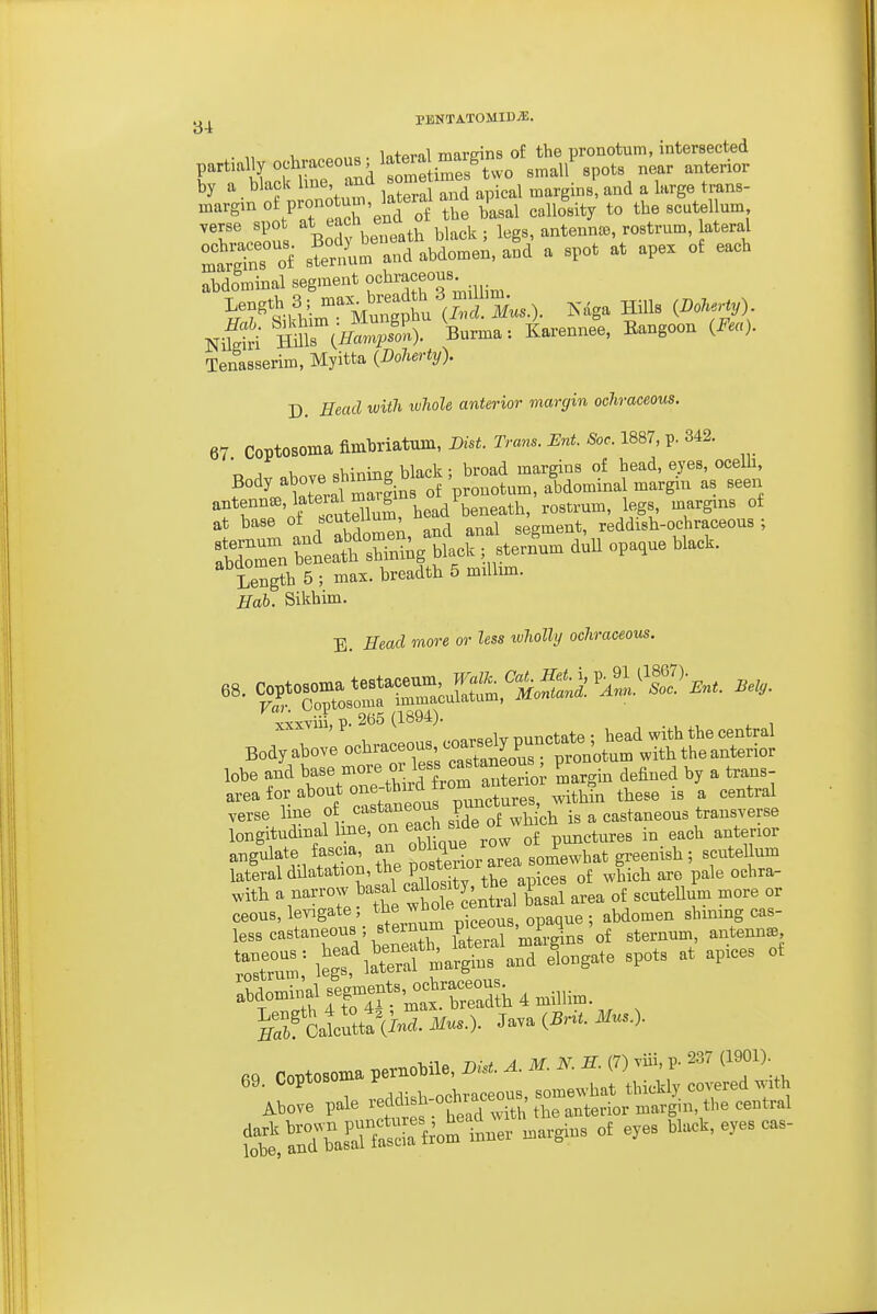 u „„c . Intpral margins of the pronotum, intersected partialj^ochraceous; latem marg ^^^^^1 ^^^^ ^^^^-^^ by a black me a^d someUn^e ^ ^ ^^^^^ inargmoi pronotuui mte ^l^^^^ ^^^^^^.^^ the scutellum verse spot ^t '-acn enu antenna, rostrum, lateral s?i^-f abdome;,a^d a spot at apex of each abdominal segment f l^^^f^ NiS S^iHa^A. Burma: Karennee, Eangoou {Fea). Tenasserim, Myitta {Bolwrty). p. Head with ivhole anterior margin ocliraceous. 67 Coptosomafimhriatuin,I)isi.rra«..J:.«.So..l887,p.342. v-;r,^Tifr hlqok • broad margins of head, eyes, ocelli, f^'^ATr^rin of pro^^^^ - Sgth 5 ; max. breadth 5 miUim. Bab. Sikhim. B. iTearf more or less ivliolly ocliraceous. vvvviii B. 265 (1894). 1 .nn« marselv punctate; head with the central Bodyabove ^^^^'^^^r''cXnLrsTpronotum with the anterior lobe and ^a- --^Xw ^rorn^a^^^^^^^^^^ 'n^argin defined by a trans- area tor about one^^^^^ punctures, within these is a central verse line of c-^^taneous p ^ castaneous transverse longitudinal Ime, on each ^ide of w ^^^^^^^^^ ^^^^ augulate fascia, an lateral dilatation, the P.^^^^^^^^fof which are pale oehra- .ith a narrow basa caU s^^^^^^^^ ^^^^ ^ ^,,3 LTcrruV. ^erLm ^^^^^^ = = itlSrmaSr^nT elongate spots at apices ot S CrutttU^cZ. if«0. Java (5n. Mus.). 69 Coptosoma pernobile, D.. A. M. N. H. (7) .Hi, P- 237 (1901). SX^^S^^^- black, eyes cas.