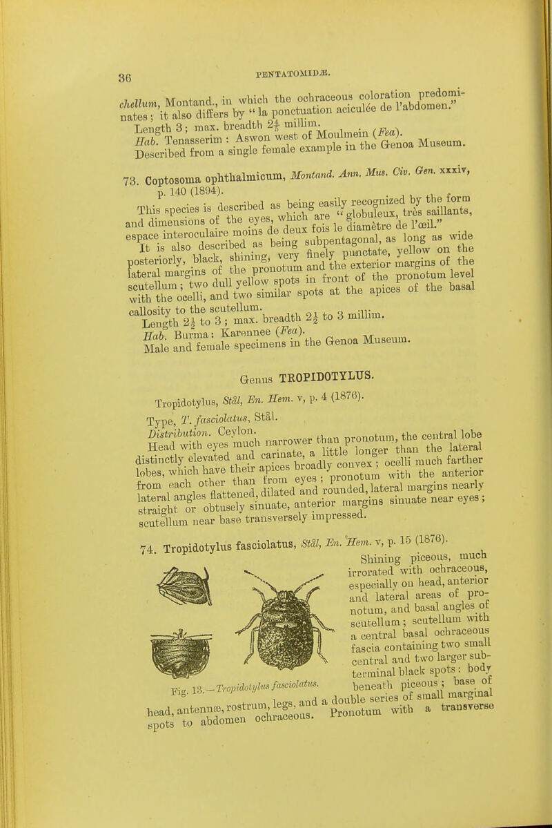 Lengths; max. breadth 2fimllim. . 73 Coptosoma opMlialmicum, iHonianrf. Ann. Mus. Civ. Gen. xxxiv, p. 140 (1894). , r callosity to the scutellum. Length 2| to 3 ; max. breadth 2g to 3 miliim. Burma: Karennee (i^m). p^„„^ Museum Male and female specimens m the Genoa Museum. Genus TROPIDOTYLUS. Tropidotylus, Stdl, En. Hem. v, p. 4 (1876). Type, T.fasdolatus, St§.l. Distribution. Ceylon. nronotum, the central lobe Head with eyes much '^^''X'; mie Tong^^^^ the lateral distinctly elevated and '^^'^f^l^J'^^^^ much farther lobes, which have their apices ^^o^^ly convex^ oc.^^ ^^^^^.^^ from each other than ]--al^^^ou^ Sltt^^^^^^^^^ sinuate near eyes; scutellum near base transversely impressed. 74 Tropidotylus fasciolatus, StSl, En. 'Hem. v, p. 15 (1876). Shining piceous, much irrorated with ochraceous, especially ou head, anterior and lateral areas of pro- notum, and basal angles ot scutellum; scutellum wth a central basal ochraceous fascia containing two small central and two larger sub- -OBtr- terminal black spots : body v3 -Tropidotyhtsfasciomcs. beneath piceous ; base ot spots to abdomen ochiaceous.