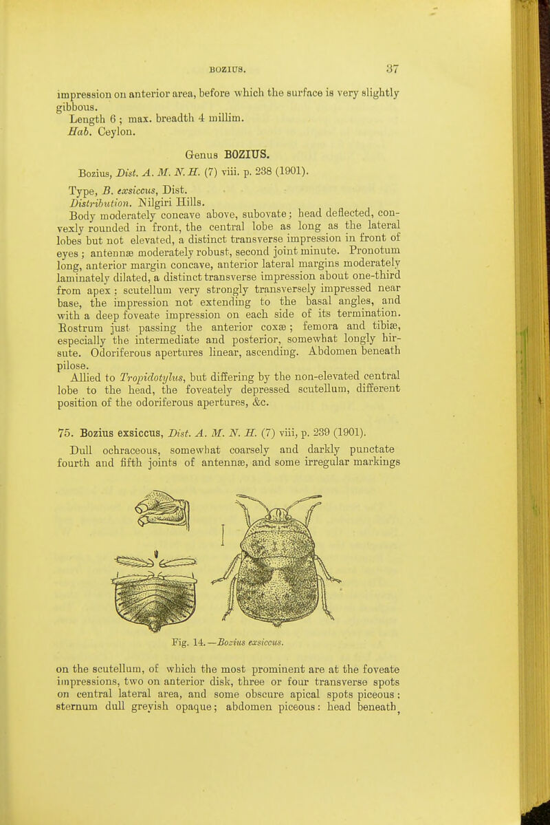 impression on anterior area, before which the surface is very slightly gibbous. Length 6 ; max. breadth 4 millim. Hah. Ceylon. Genus BOZIUS. Bozius, Dist. A. M. N.H. (7) viii. p. 238 (1901). Type, B. exsiccus, Dist. Distribution. JNilgiri Hills. Body moderately concave above, subovate; head deflected, con- vexly rounded in front, the central lobe as long as the lateral lobes but not elevated, a distinct transverse impression in front of eyes ; antennse moderately robust, second joint minute. Pronotum long, anterior margin concave, anterior lateral margins moderately laminately dilated, a distinct transverse impression about one-third from apex ; scutellum very strongly transversely impressed near base, the impression not extending to the basal angles, and with a deep foveate impression on each side of its termination. Eostrum just^ passing the anterior coxae; femora and tibise, especially the intermediate and posterior, somewhat longly hir- sute. Odoriferous apertures linear, ascending. Abdomen beneath pilose. Allied to Tropidotylus, but differing by the non-elevated central lobe to the head, the foveately depressed scutellum, different position of the odoriferous apertures, &c. 75. Bozius exsiccus, Dist. A. M. N. H. (7) viii, p. 239 (1901). Dull ochraceous, somewhat coarsely and darkly punctate fourth and fifth joints of antennse, and some irregular markings Fig. 14. —BoMis exsiccus. on the scutellum, of which the most prominent are at the foveate itnpressions, two on anterior disk, three or four transverse spots on central lateral area, and some obscure apical spots piceous: sternum dull greyish opaque; abdomen piceous: head beneath^
