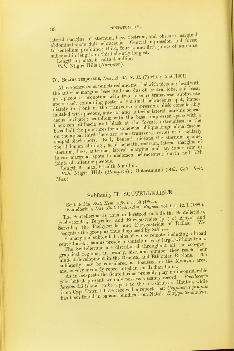 subequal in length, or third shgh Iv longest. Length 5 ; max. breadth 4 imlhm. llab. Nilgiri Hills {Hampson). 76 Bozius respersus, BM. A. M. N. H. (7) viii, p. 239 (1901). ?^h7nbepTncVrSfo^^^^^^ basal half the pun^^^^^^^ some transverse series of irregularly T .rl iSack snots Body beneath piceous, the sternum opaque Kdr^TlSSng; hid ben^^^^^^^^ ioints of antenna piceous Jlfus.). Subfamily II. SCUTELLEEIN^. nardwicJcii is said to be a pest to pinguis