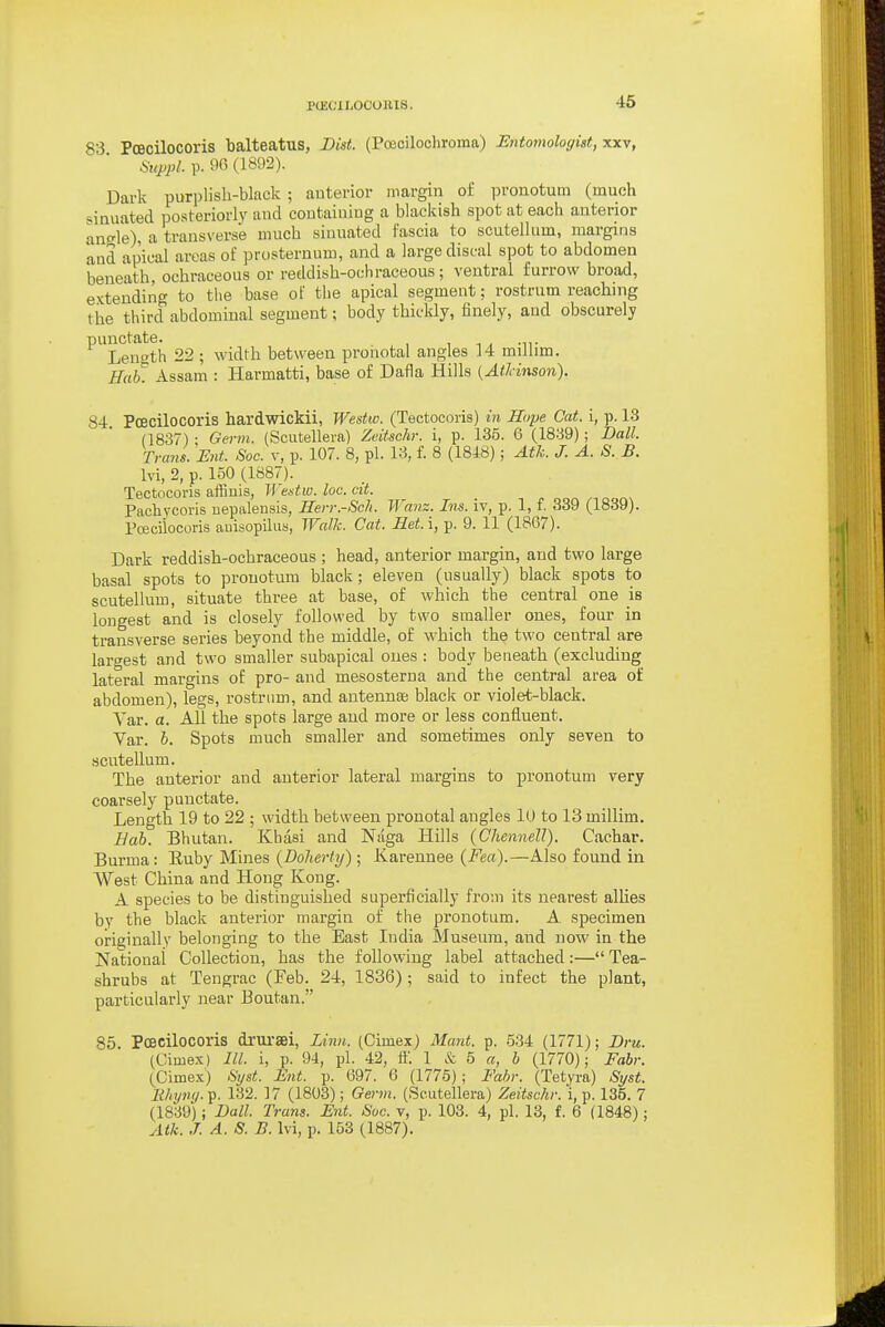 ptEC'xi-oconis. 83 Pcecilocoris lialteatus, Bist. (Poeoilochroma) E7itomologist,xx7, SiippL p. 90 (1892). Dark purjilisli-black ; anterior margin of in-onotum (much siauated posteriorly and containing a blackish spot at each anterior ano-le) a transverse much sinuated fascia to scutellum, margins iind apical areas of prosternum, and a large discal spot to abdomen beneath, ochraceous or reddish-ochraceous; ventral furrow broad, extending to the base of the apical segment; rostrum reaching the third abdominal segment; body thickly, finely, and obscurely ^^Length 22 ; width between pronotal angles 14 millim. Hub. Assam : Harmatti, base of Dafla Hills {Atkinson). 84 Pcecilocoris hardwickii, Westw. (Tectocoris) in Hope Cat. i, p. 13 (1837) ; Germ. (Scutellera) Zeitschr. i, p. 135. 6 (1839); Ball. Trans. Ent. Soc. v, p. 107. 8, pi. 13, f. 8 (1848); Atk. J. A. S. B. Ivi, 2, p. 150 (1887). Tectneoris affiuis, Westw. loo. cit. Pachycoris uepalensis, Herr.-Sch. Wanz. Ins. iv, p. 1, f. 339 (1839). Poeciiocoris auisopilus, Walk. Cat. Bet. i, p. 9. 11 (1807). Dark reddish-ochraceous ; head, anterior margin, and two large basal spots to pronotum black; eleven (usually) black spots to scutellum, situate three at base, of which the central one is longest and is closely followed by two smaller ones, four in transverse series beyond the middle, of which the two central are largest and two smaller subapical ones : body beneath (excluding lateral margins of pro- and mesosterna and the central area of abdomen), legs, rostrum, and antennse black or violet-black. Yar. a. All the spots large and more or less confluent. Var. b. Spots much smaller and sometimes only seven to scutellum. The anterior and anterior lateral margins to pronotum very coarsely punctate. Length 19 to 22 ; width between pronotal angles 10 to 13 millim. Bab. Bhutan. Khasi and Naga Hills {Chcnnell). Cachar. Burma: Euby Mines {Boherty); Karennee {Fea).—Also found in West China and Hong Kong. A species to be distinguished superficially fro;n its nearest allies by the black anterior margin of the pronotum. A. specimen originally belonging to the Bast India Museum, and now in the National Collection, has the following label attached:— Tea- shrubs at Tengrac (Feb. 24, 1836); said to infect the plant, particularly near Boutan. 85. POBcilocoris drursei, Linn. (Cimex) Mant. p. 534 (1771); Bru. (Oimex) HI. i, p. 94, pi. 42, ft'. 1 & b a, b (1770); Fabr. (Cimex) Syst. Ent. p. 097. 6 (1775); Fahr. (Tetyra) Syst. lihywj.^. 132. 17 (1803); Germ. (Scutellera) Zeitschr. i, p. 135. 7 (1830) i Ball. Trans. Ent. Soc. v, p. 103. 4, pi. 13, f. 6 (1848) : Atk. J. A. S. B. Ivi, p. 153 (1887).