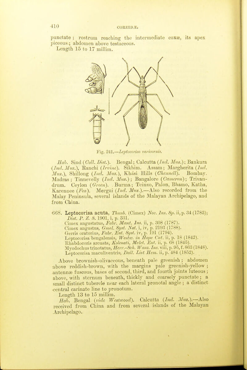 COlllOID.T!. punctate ; rostrum reaching the intermediate coxa3, its apex piceous ; abdomen above testaceous. Length 15 to 17 millim. Hab. Sind {CoU. Dist.). Bengal; Calcutta {Ind. Mus.); Bankura (Ind.Mus.), iinnchi (Irvine). Sikhim. Assam; Margherita (iwc?. 3Ius.), Shillong {Ind. Mus.), Khasi Hills (Ohennell). Bombay. Madras; Tinnevelly (Lid. 3Ius.); Bangalore (Cameron); Trivan- drum. Ceylon (Green). Burma; Teinzo, Palon, Bhamo, Katha, Karennee (Fea). Mergiii (Ind. Mus.).—Also recorded from the Malay Peninsula, several islands of the Malayan Archipelago, and from China. ■668. Leptocorisa acuta, Thunb. (Cimex) Nov. Ins. Sp.'n,}). 34: (1783); Dist. P. Z. ,S. 1901, i, p. 331. Cimex angustatus, Fabr. Mant. Ins. ii, p. .308 (1787). Cimex augustus, Ginel. Syst. Nat. i, iv, p. 2193 (1788). Gerris oratorius, Fabr. Ent. Syst. iv, p. 191 (1794). Leptocorisa bengalensis, WesUv. in Hope Cat. ii, p. 18 (1842). llhabdocoris arcuata, Kolenati, Melet. Ent. ii, p. 68 (1845). Myodochus trinotatus, Herr.-Sch. Waiiz. Ins. yiii, p. 9o, f. 863 (1848). Leptocorisa maciiliventrisi Eall. List Hem. ii, p. 484 (1852). Above brownish-olivaceous, beneath pale greenish ; abdomen tibove reddish-brown, with the margins pale greenish-yellow ; antennae fuscous, bases of second, third, and fourth joints luteous ; above, with sternum beneath, thickly and coarsely punctate; a small distinct tubercle near each lateral pronotal angle ; a distinct ■central carinate line to pronotum. Length 13 to 15 millim. Hah. Bengal (vide Westwood). Calcutta (Ind. Mus.).—Also received from China and from several islands of the Malayan Archipelago. Fig. 241.—Leptocorisa varicornis.