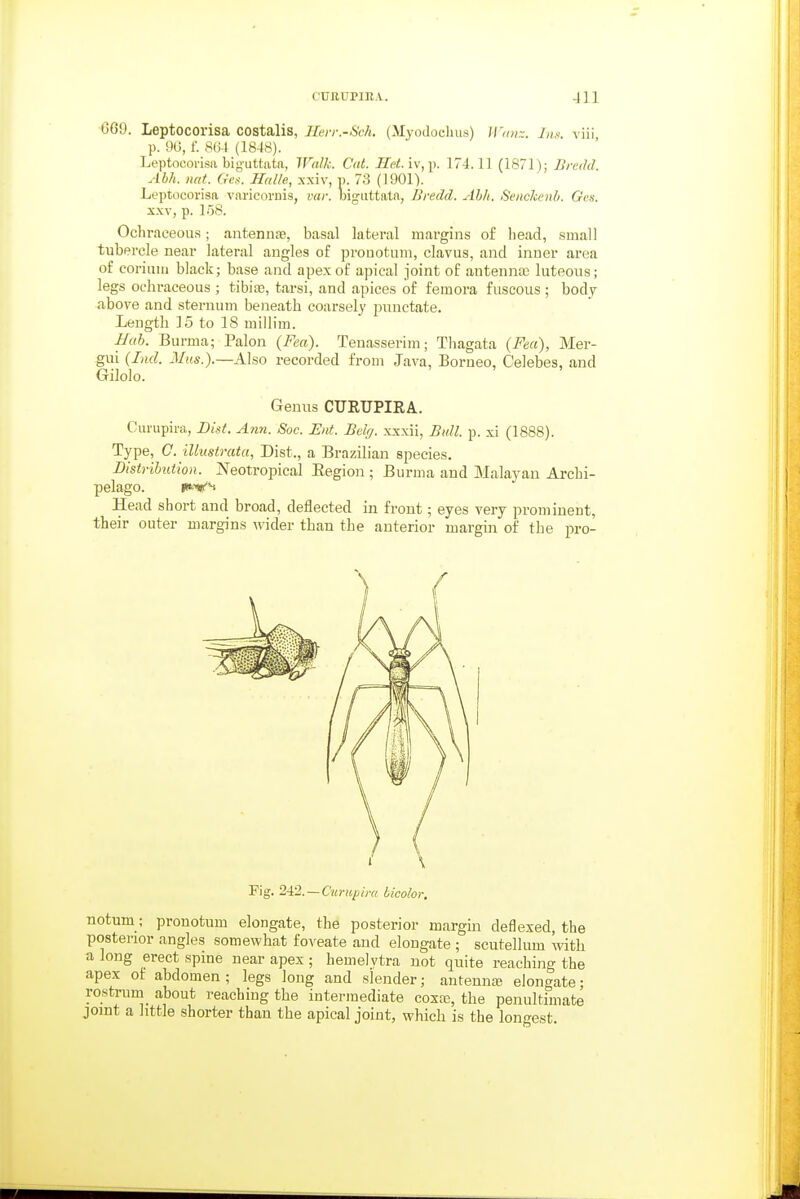 cunupin.Y. -Ill 669. Leptocorisa costalis, Ilen-.-Sch. (MyoJoclms) Wma. In^. viii p. 90, L 8(i4 (1848). Leptocorisa bigutlatft, Walk. Cat. Ild.iv,]). 174.11 (1871); Brerhl Ahh. nat. Gc.<. Halle, xxiv, p. 73 (1901). Leptocorisa varicornis, vai: Ibigiittata, Bredd. Ahh. Senckenh. Ges. sxv, p. lo8. Ochraceous; antennas, basal lateral margins of liead, small tubercle near lateral angles of prouotoni, clavus, and inner area of coriiiin black; base and apex of apical Joint of antennaj luteous; legs ochraceous ; tibiaj, tarsi, and apices of femora fuscous; body above and sternum beneath coarsely punctate. Length 15 to 18 millim. Hah. Burma; Palon {Fea). Tenasserim; Tliagata {Feci), Mer- gui {Ind. Mils.).—Also recorded from Java, Borneo, Celebes, and Gilolo. Genus CURUPIRA. Curupira, Did. Ann. Soc. Ent. Bd<j. xxxii, Bull. p. xi (1888). Type, C. illnstrata, Dist., a Brazilian species. Dtstrihaion. Neotropical Eegion ; Burma and Malayan Archi- pelago. ptVH Head short and broad, deflected in front; eyes very prominent, their outer margins M'ider than the anterior margin of the pro- Fig. 2i2. —Curupira bicolor. notum; pronotum elongate, the posterior margin deflexed, the posterior angles somewhat foveate and elongate ; scutellum with a long erect spine near apex ; hemelytra not quite reaching the apex of abdomen; legs long and slender; antenna? elongate; rostrum_ about reaching the intermediate cossc, the penultimate joint a httle shorter than the apical joint, which is the longest.