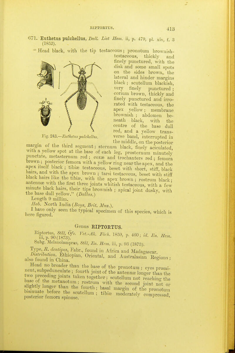 RIPTOBTUS. Fig. MS.—Euthefiis ptilchellus. •071. Euthetus pulchellus, Dnll, List Ilem. ii, p. 479, pi. xiv f 3 (1851'). ■ Head black, with the tip testaceous; pronotum brownish- testaceous, thickly and finely punctured, with the disk and some small spots on the sides brown, the lateral and hinder margins black ; scutellum blackish, very finely punctured ; corium brown, thickly and finely punctured and irro- rated with testaceous, the apex yellow; membrane brownish ; abdomen be- neath black, with the centre of the base dull red, and a yellow trans- verse band, interrupted in , the middle, on the posterior margin of the third segment; sternum black, finely aciculated, with a yellow spot at the base of each leg, prosternum minutely punctate, metasternum red; cox£e and trochanters red; femora brown; posterior femora with a yellow ring near the apes, and the apex Itself biack ; tibiae testaceous, beset with short, stiff, black lairs, and with the apex brown ; tarsi testaceous, beset with stifE black hairs hke the tibia?, with the apex brown; rostrum black- antennae with the first three joints whitish testaceous, with a few mmute black hairs, their tips brownish ; apical joint dusky, with the base dull yellow. (DnZ/rts.) .)> luu Length 9 millim. Bab. North India {Boys, Brit. Mus.). I have only seen the typical specimen of this species, which is •here figured. Genus EIPTORTUS. Subg. Melanolamprus, St&l, En. Bern, iii, p. 9-3 (1873). TjyB, R.dentipes, Fabr., found in Africa and Madagascar ^Z^^-^^^ l^egions; Head no broader than the base of the pronotum ; eyes promi- nent, subpeduncu ate ; fourth joint of the antenna, longjr thanSe two preceding joints taken together; scutellum not machine the base of the metanotum; rostrum with the second joint nSt oi- hghtly longer than the fourth; basal margin of tie pronotum bisinuate before the scutellum; tibia, moderatelv compresse posterior femora spmose. ■ ^ipiesseci,