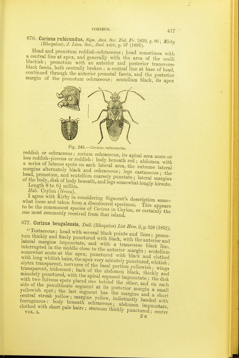 CORIZUS. 676. Corizus rviticundlis, Sir/n. Arm. Soc. Ent. Fr. 1859, p. 86 • Kirbu (Kliopalus), J. Linn. Soc, Zool. xxiv, p. 97 (1891). ' Head and pronotum reddisb-ocbraceous ; bead sometimes witb a central line at apex, and generally witb tbe area of the ocelli b aclash; pronotum witb an anterior and posterior transverse black fascia, both centrally broken ; a central line at base of head continued through the anterior pronotal fascia, and the posterior margin of the pronotum ochraceous; scutellum black, its apex Fig. 246.— Comus nibicundus. reddish or ochraceous; corium ochraceous, its apical area more or ess reddish-piceous or reddish: body beneath red ; abdomr'vith a series of luteous spots on each lateral area, the extreme Iteral Hah. Ceylon {Oreen). I agree with Kirby in considering Signoret's dpspriT^tinn .o what oose and taken from a discolLe^d speciLn T rappeTr^ to be the commonest species of CoHzus in Ceylon, or certain^rth' one most commonly received from that island. ^^^tainly the 677. Corizus bengalensis, {Rbopalus)Z«^^«„.ii^p.528 (1852) Testaceous; head with several black nninta n,.^ r turn thickly and finely puncturS wi/lf 1^1 l^'^'' P^°^«- lateral margins imnunS nn 1 fi, I '^ the anterior and interruptedi th m^S lbse tothfanttrio'^^ '''''''' somewhat acute at the apex p^^^^^^^ '^fT ^'^'^^ c^ie., w,th sho. p«,e . ^rrtCpZLsr^s 23?